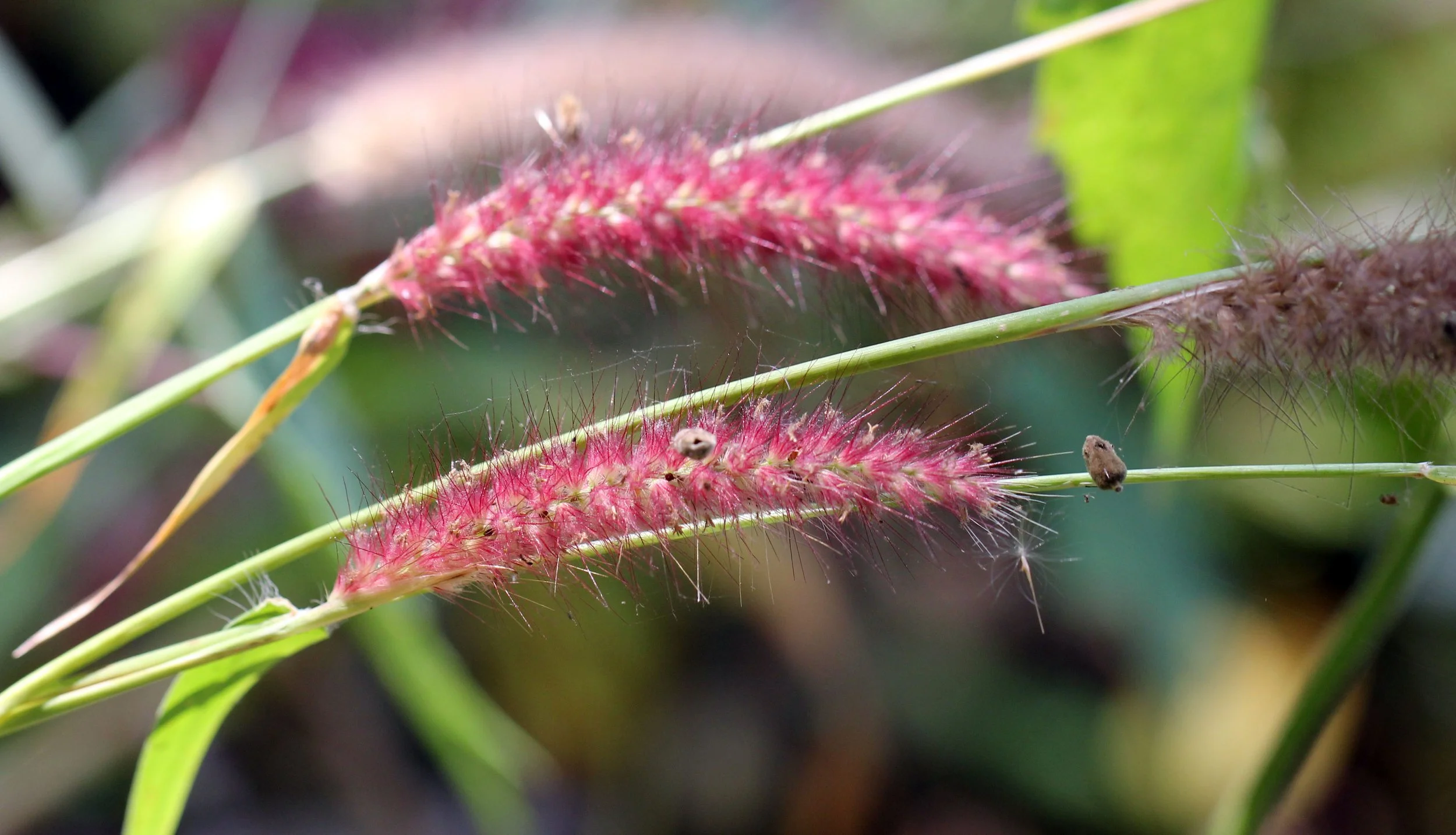 Invasive or introduced species - Deenanath grass (Cenchrus pedicellatus, formerly Pennisetum pedicellatum) is a rapid-growing, nutritious annual or perennial fodder grass native to Africa and cultivated in India. Highly regarded for high green herbag