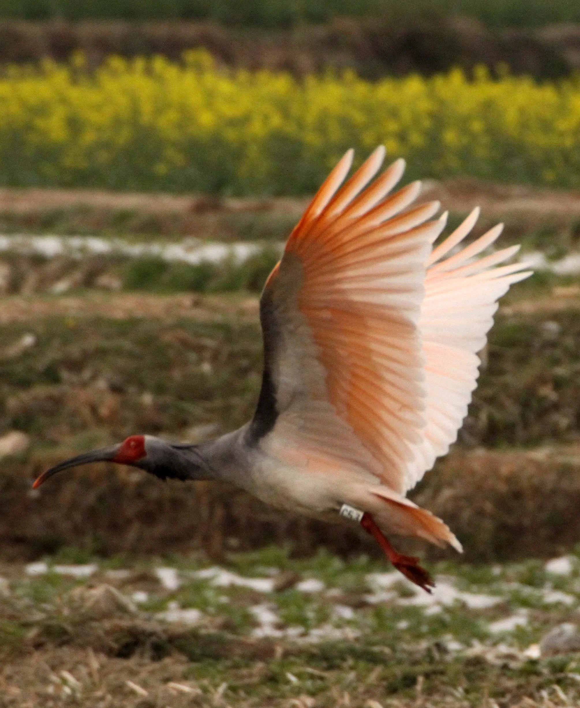 IBIS - CRESTED IBIS - Nipponia nippon - YANG COUNTY SHAANXI PROVINCE CHINA (51).JPG