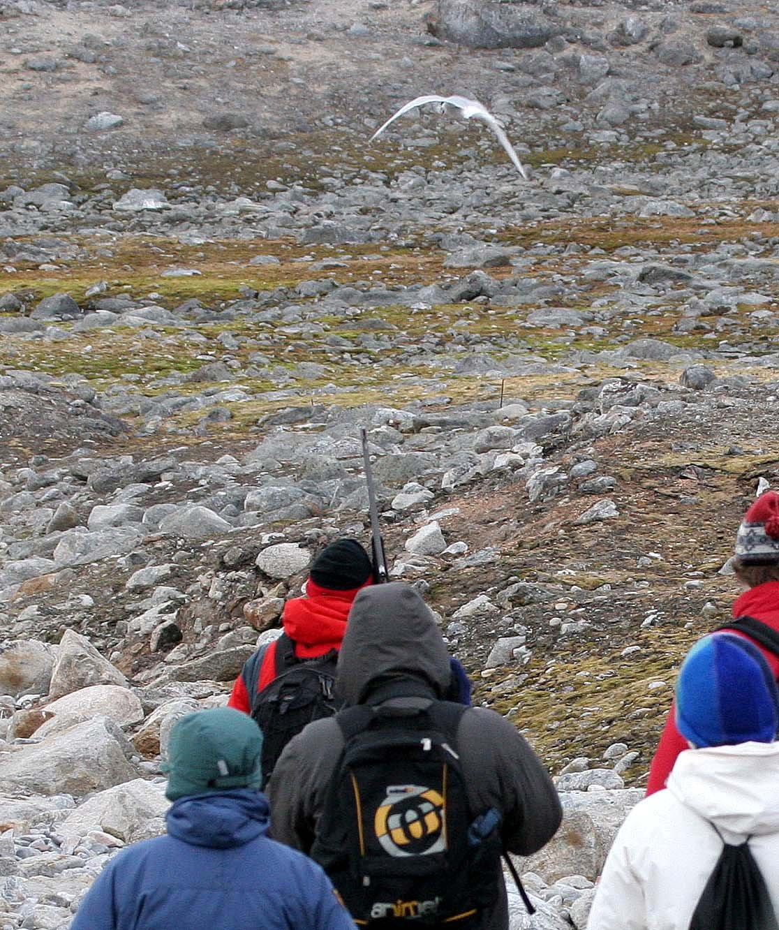 BIRD - TERN - ARCTIC TERN - SVALBARD (15).jpg