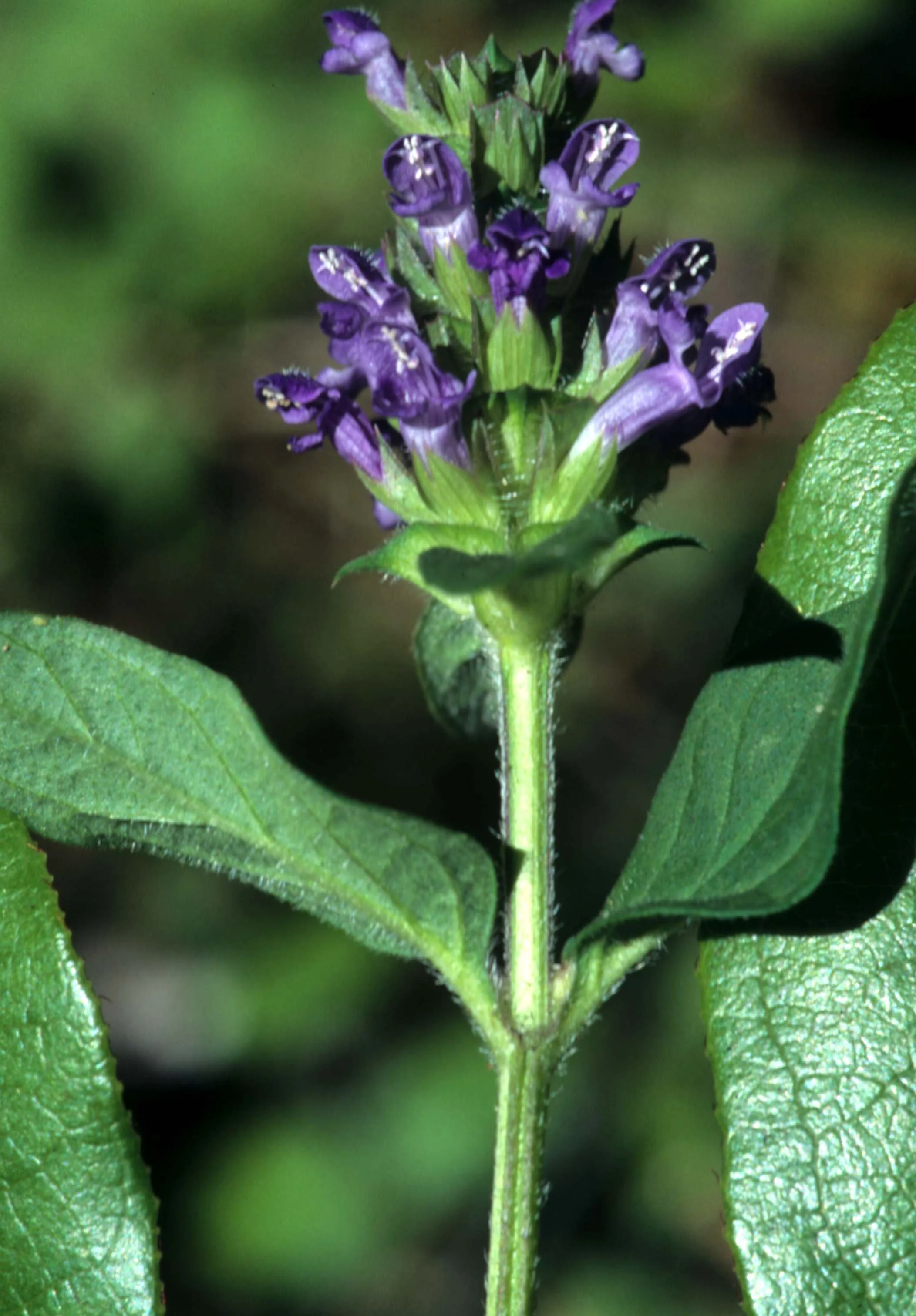 CALIFORNIA - REDWOODS NP - PLANT SPECIES (2).jpg