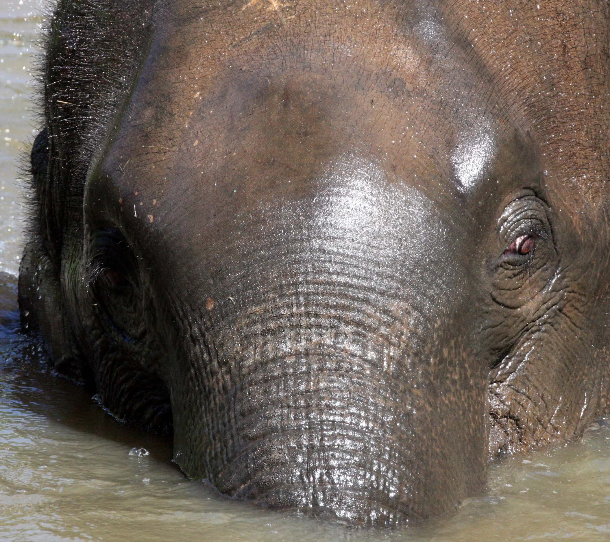 2008 Lampang City & Elephant Center (87).JPG