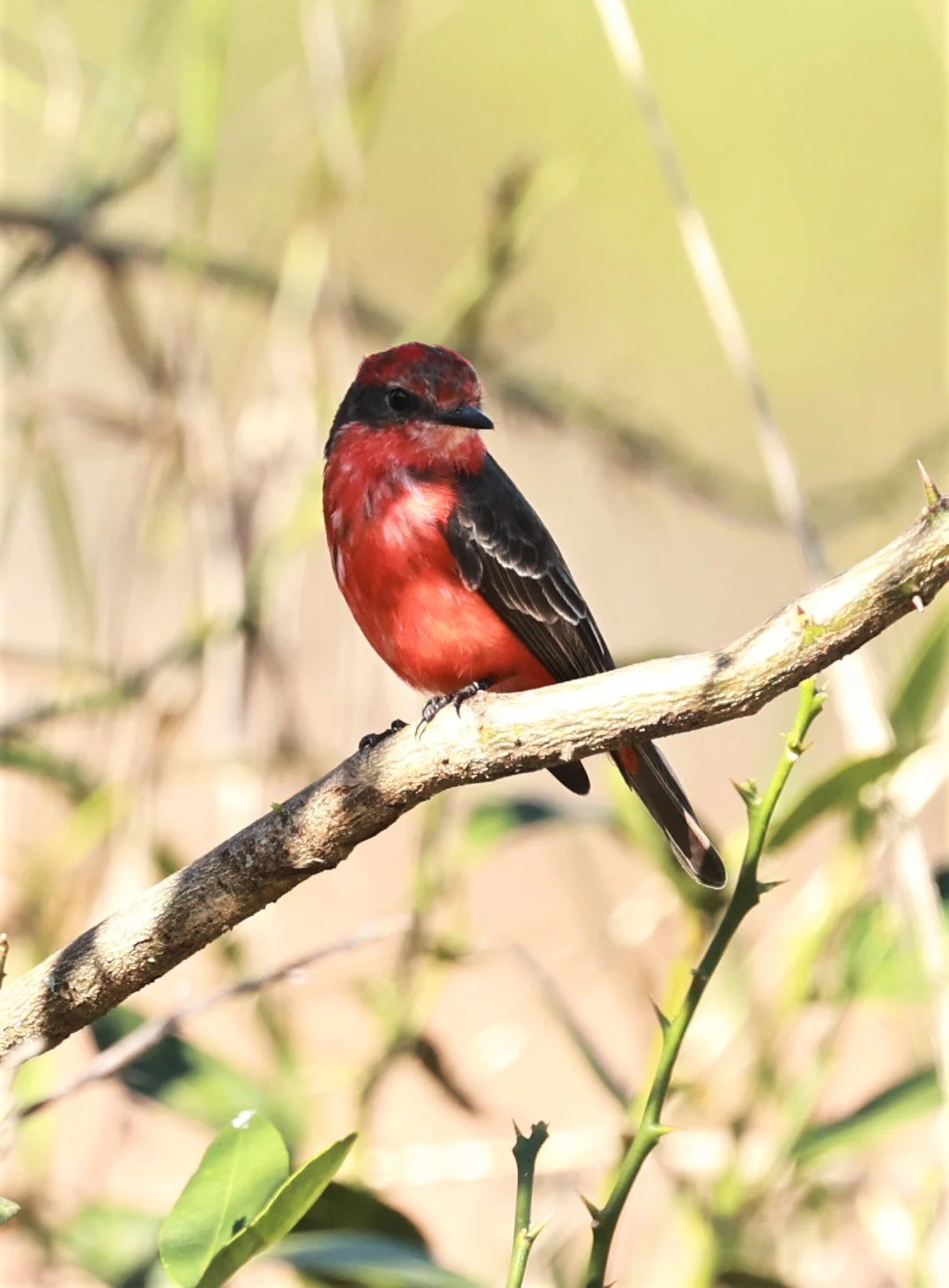 Flycatcher - Vermilion Flycatcher - Pyrocephalus obscurus - Fazenda Garibaldi, Sao Paulo State (7).jpg