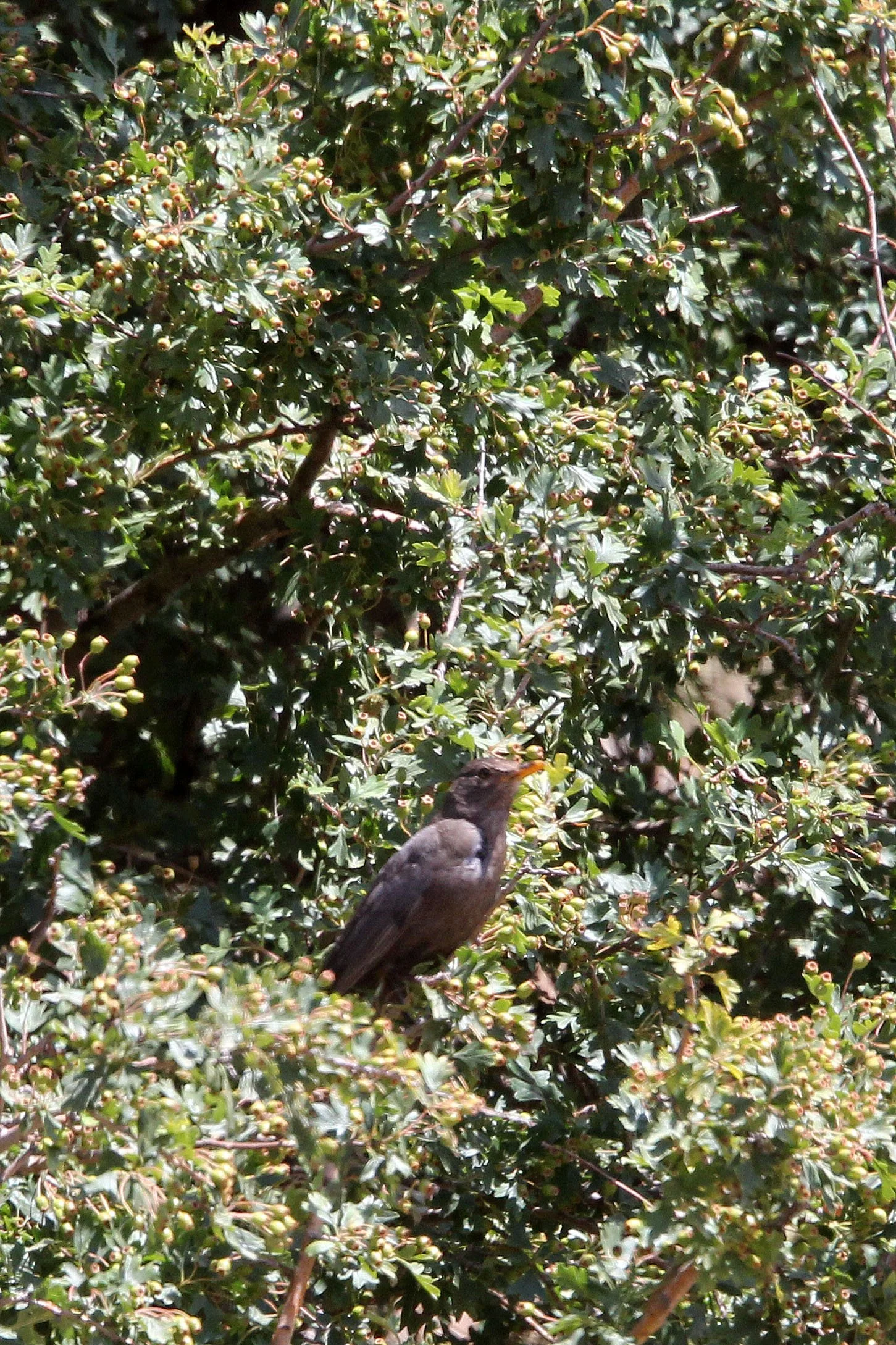 Eurasian Blackbird (Turdus merula) Samaria Gorge NP Crete.JPG