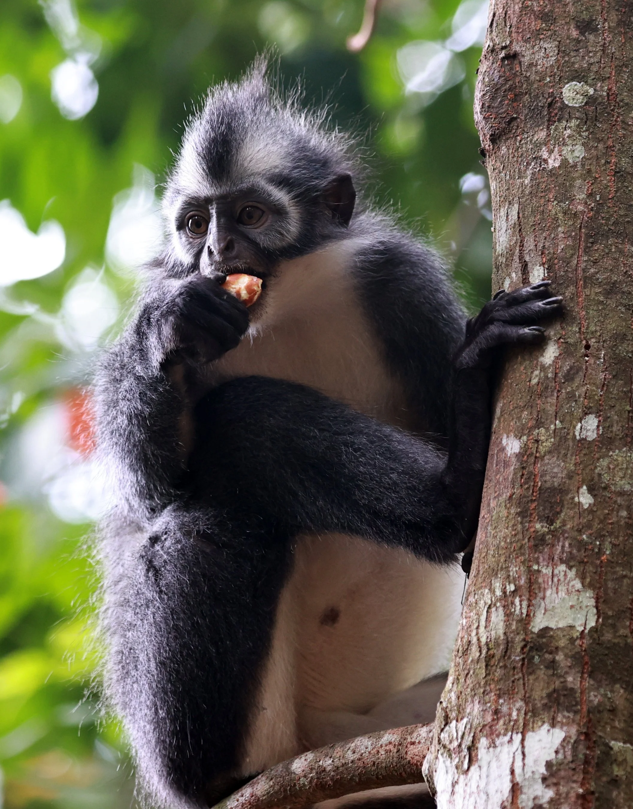 Thomas's Langur (Presbytis thomasi) Bukit Lawang Gunung Leuser NP Sumatra Indonesia (104).jpg