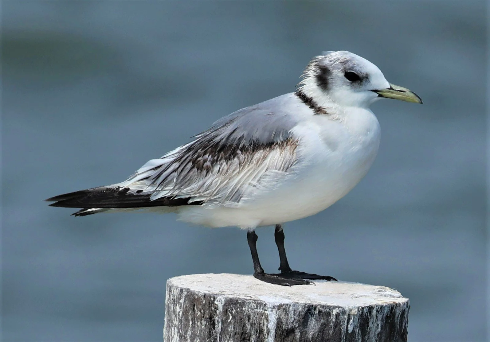 KITTIWAKE - BLACK-LEGGED KITTIWAKE - Rissa tridactyla - GULF OF SIAM OFF BANGKOK & SAMUT SAKHORN FEB 05 2022 (16).jpg