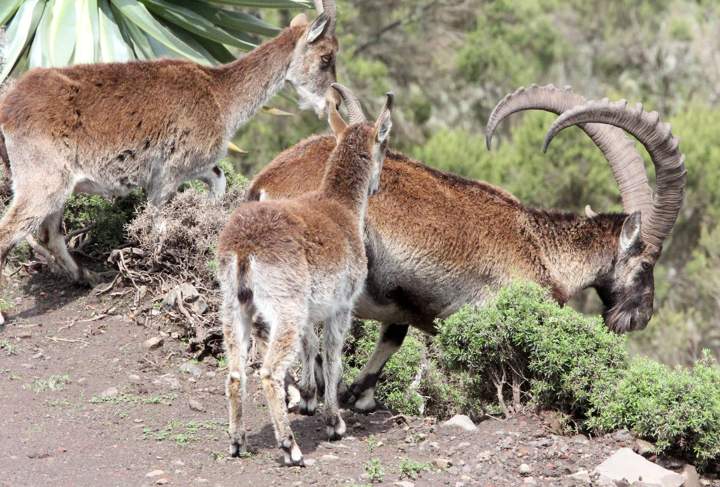 IBEX - WALIA IBEX - Capra walie - SIMIEN MOUNTAINS NATIONAL PARK ETHIOPIA (122).JPG