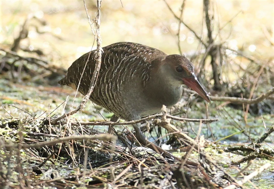 Slaty-breasted Rail (Gallirallus striatus) Khao Sam Roi Yod Wetlands Thailand (56).JPG
