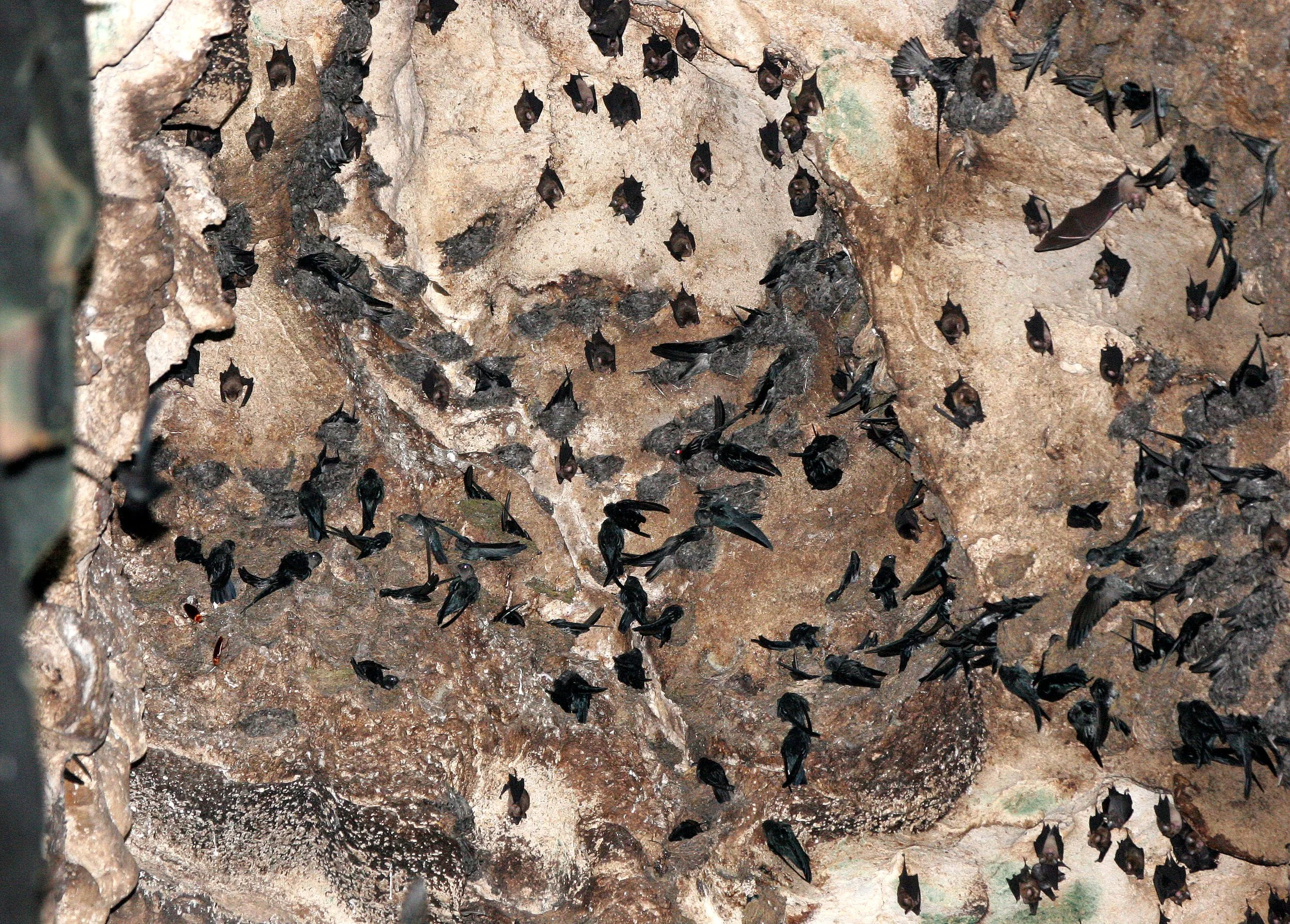 White-nest Swiftlet (Aerodramus fuciphagus) Gamontong Cave Borneo (8).JPG