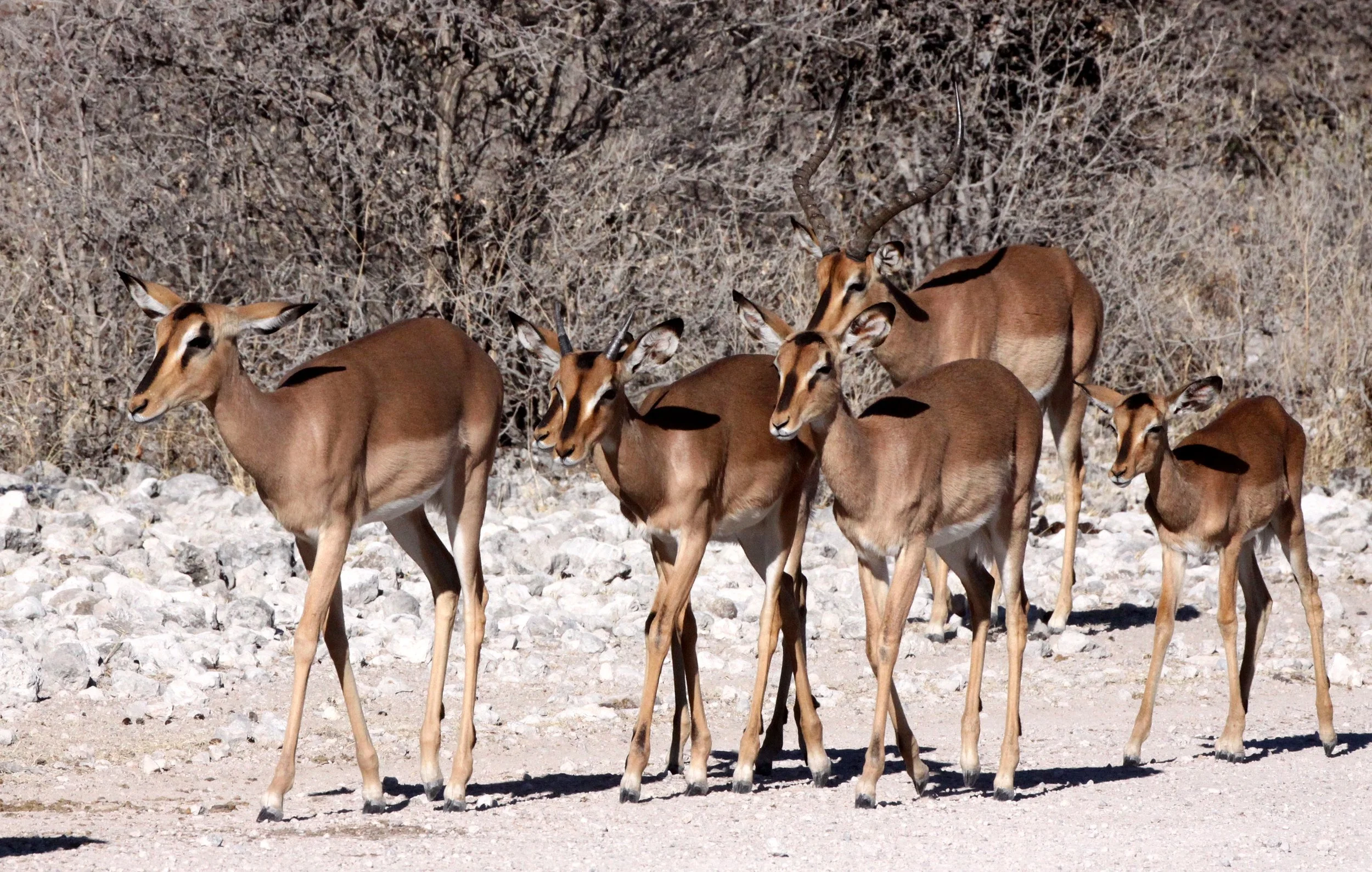 IMPALA - BLACK-FACED IMPALA - Aepyceros petersi - ETOSHA NATIONAL PARK NAMIBIA (16).JPG
