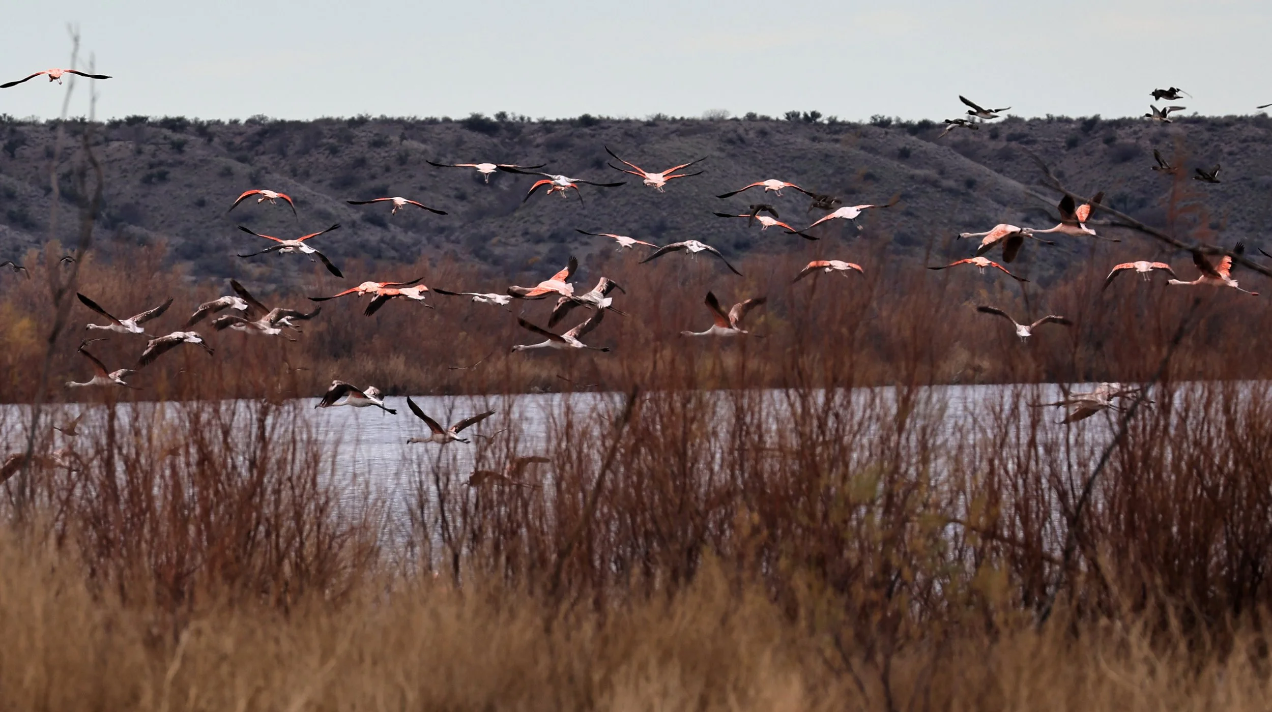 Chilean Flamingo (Phoenicopterus chilensis) Lagunas del Ornitólogo, Trelew Argentina (64).jpg