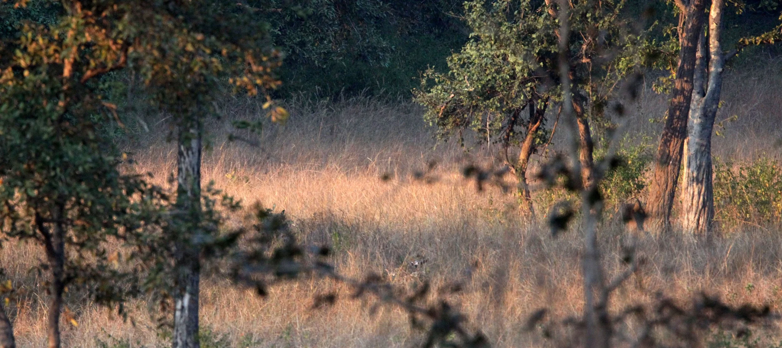MADHYA PRADESH - KANHA NATIONAL PARK INDIA.JPG
