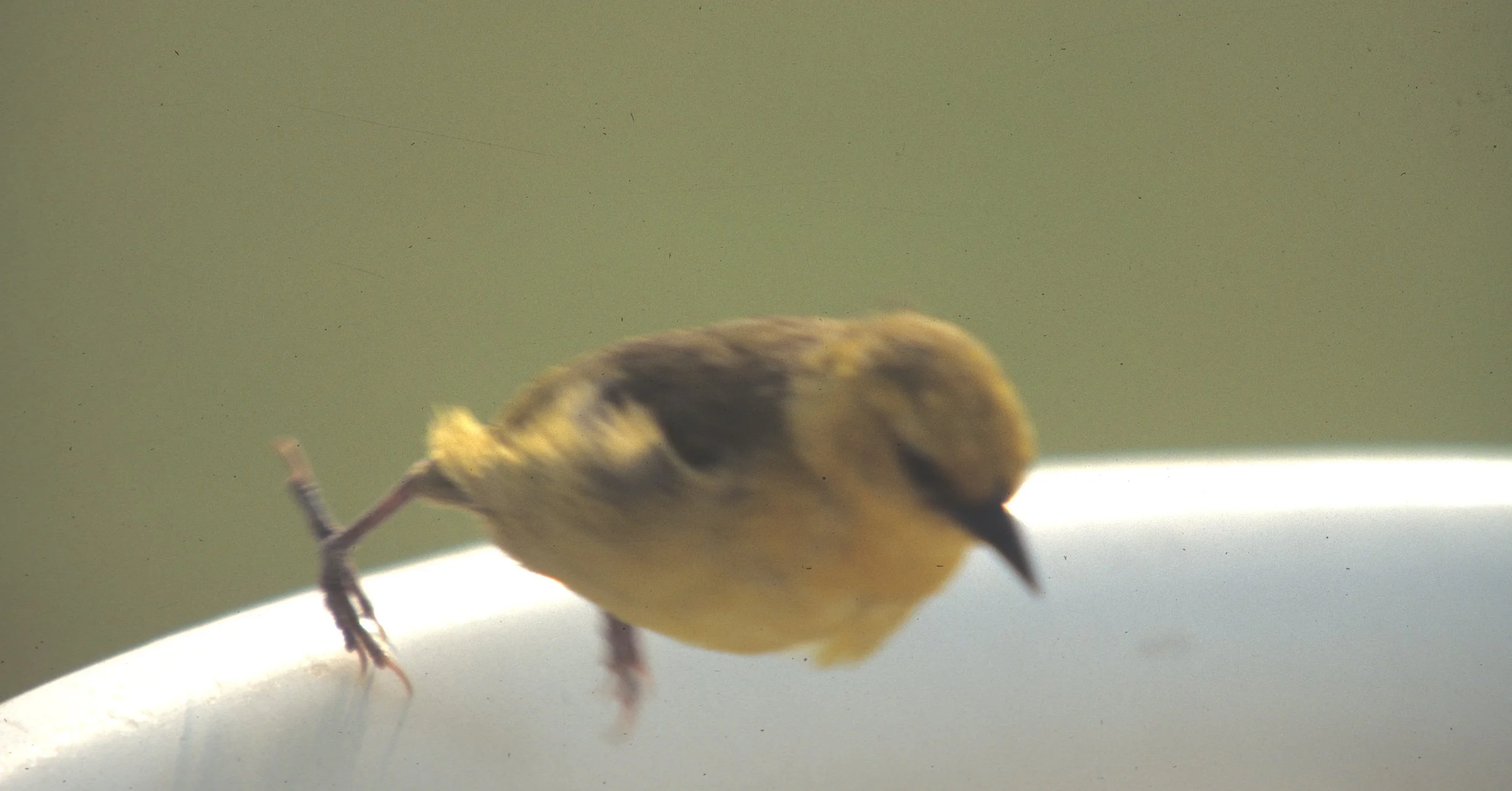 BIRDS - WEAVER - SLENDER BILLED - UGANDA.jpg