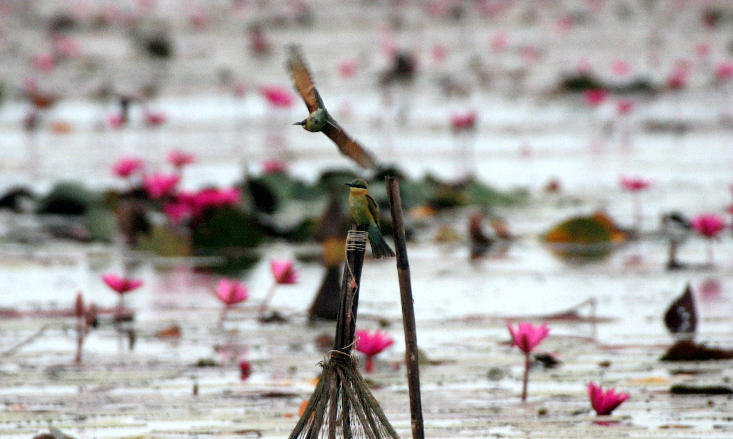 BEE EATER - BLUE-TAILED BEE-EATER - Merops philippinus - BUENG BORAPHET THAILAND (1).JPG