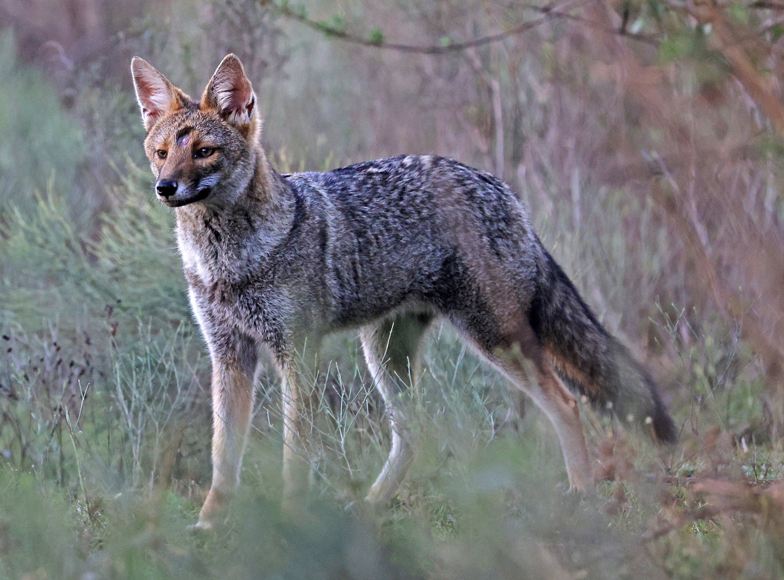 Pampas Fox (Lycalopex gymnocercus) El Palmar National Park, Entre Rios, Argentina (32).jpg
