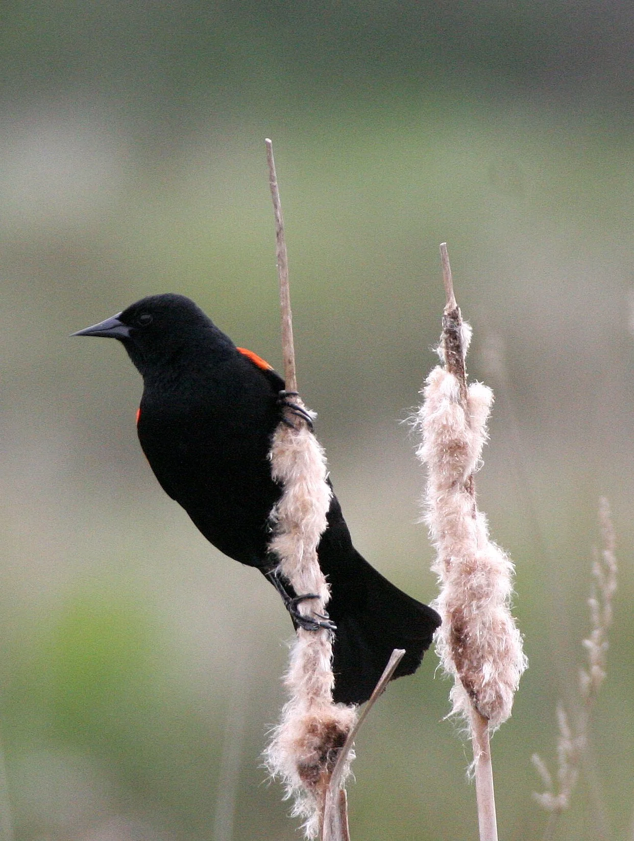 Red-winged Blackbird (Agelaius phoeniceus) Jamestown Olympic Peninsula Washington (9).JPG