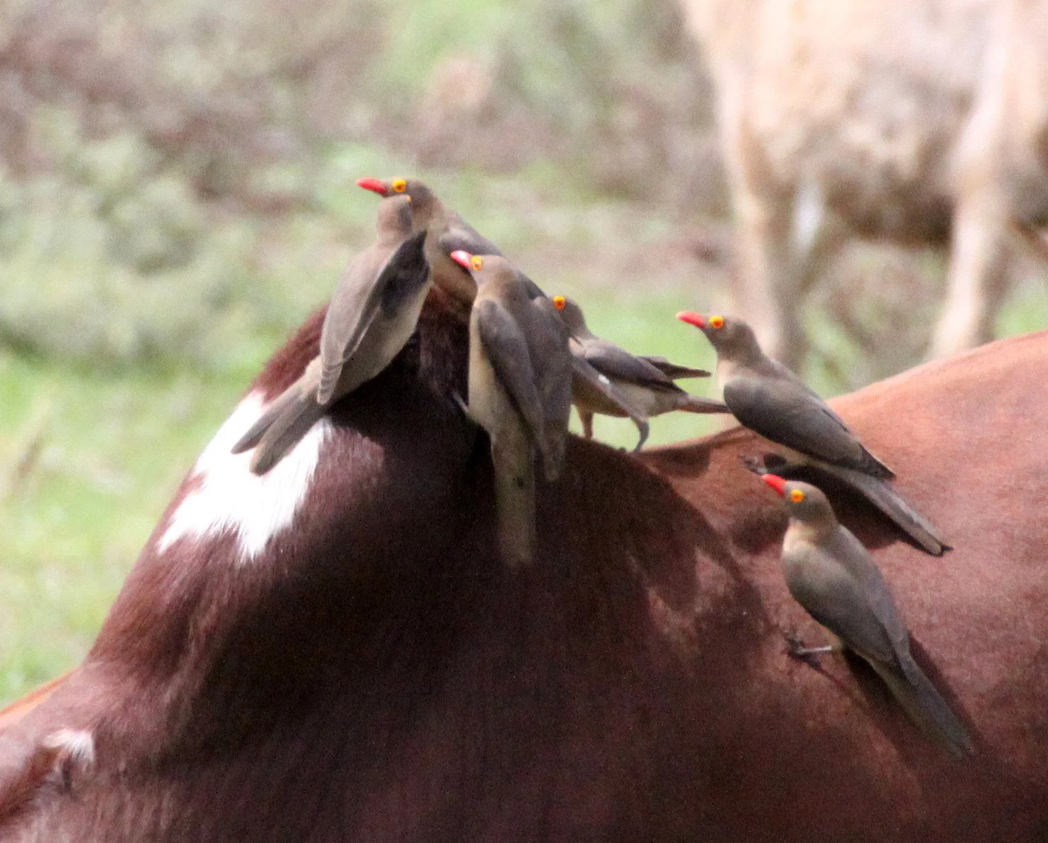 BIRD - OXPECKER - RED-BILLED OXPECKER - LANGANO LAKE ETHIOPIA (2).JPG