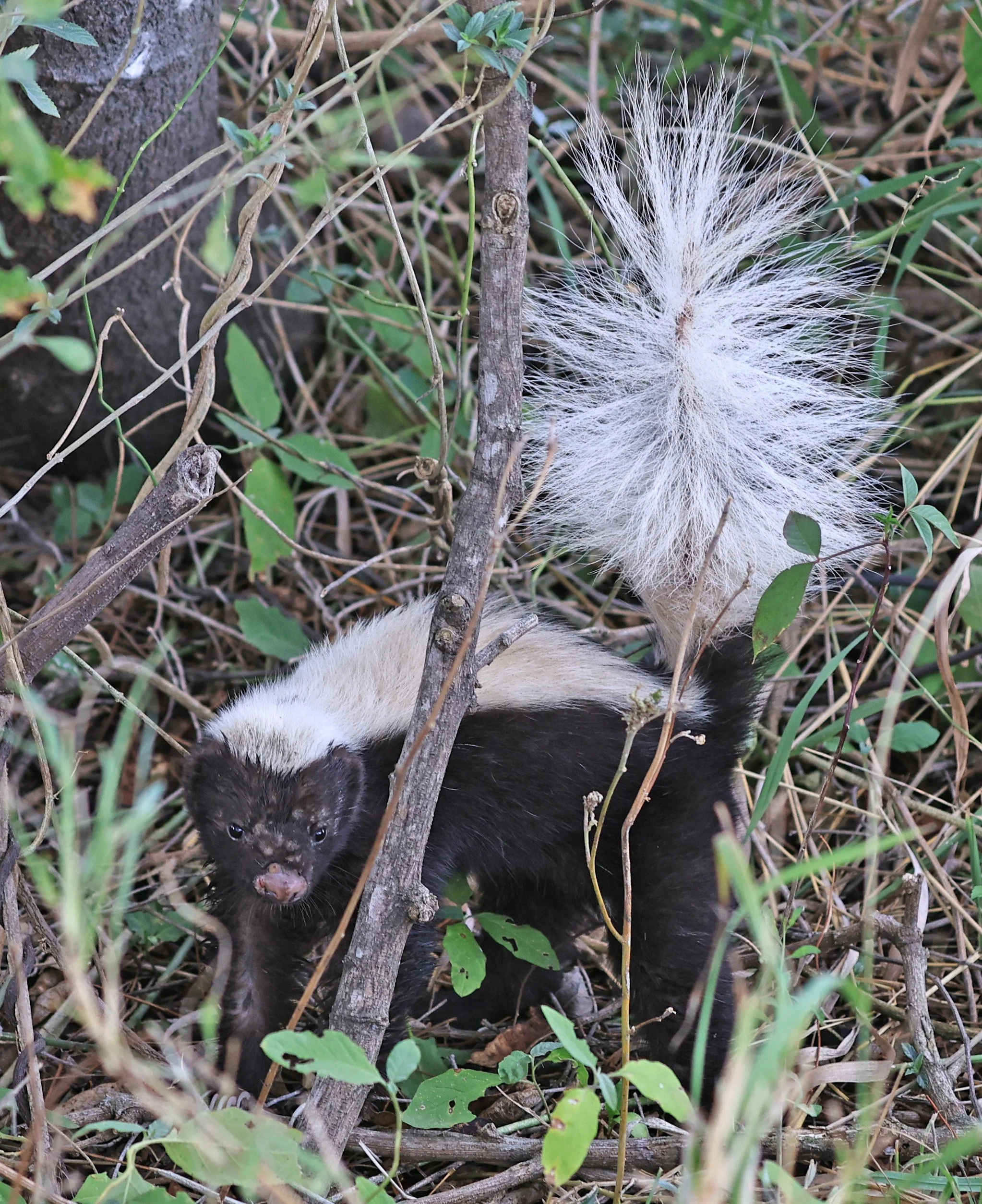 Molina's Hog-nosed Skunk (Conepatus chinga) Estancia Campo'i Paraguay  (12).jpg