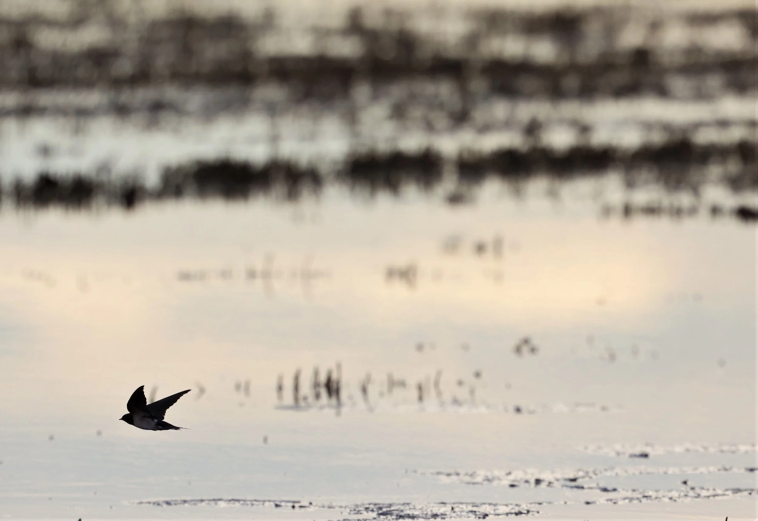 Barn Swallow (Hirundo rustica) Thap Yao Rice Fields Lat Krabang Bangkok (25).jpg