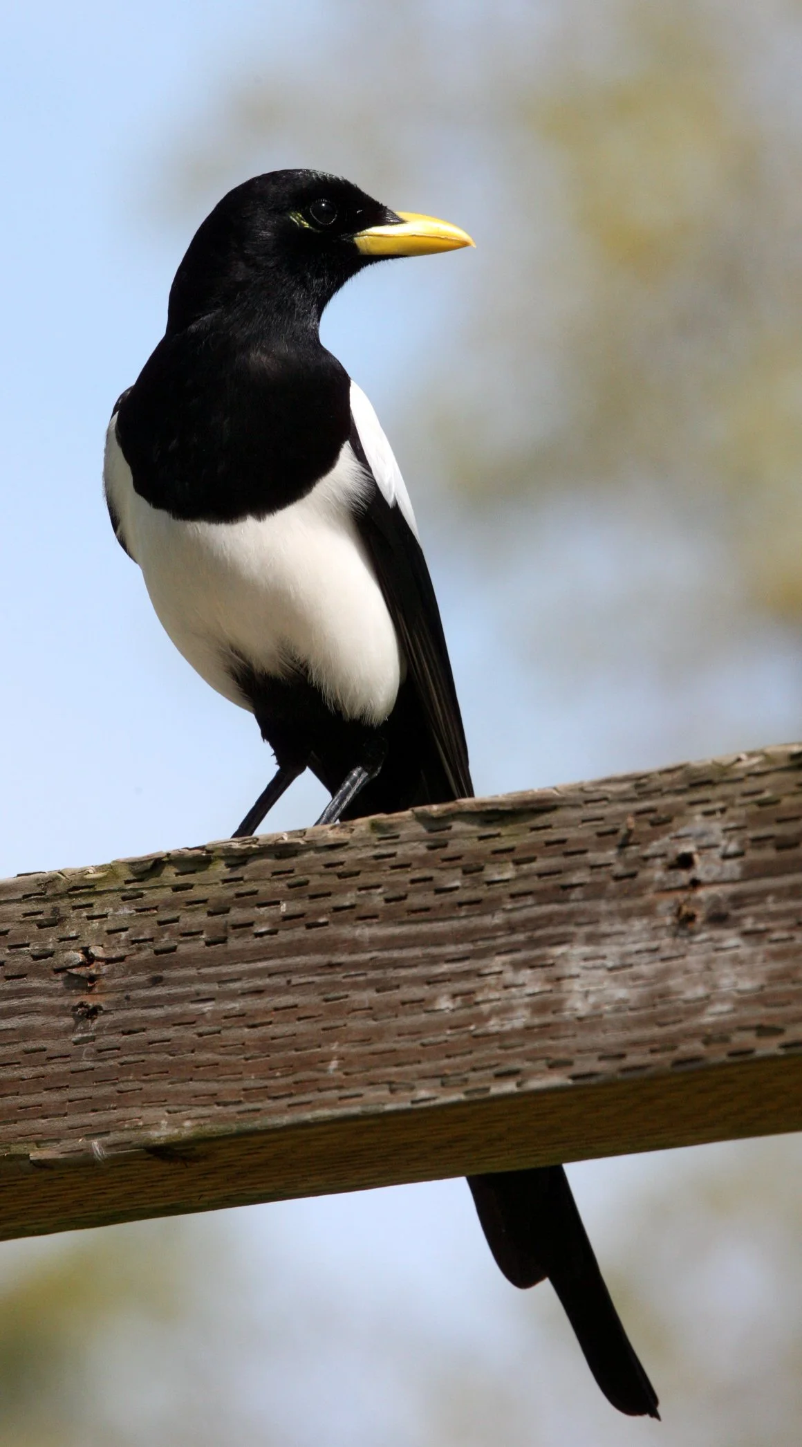 BIRD - MAGPIE - YELLOW-BILLED MAGPIE - SACRAMENTO CALIFORNIA EFFIE YEAW NATURE RESERVE (7).JPG