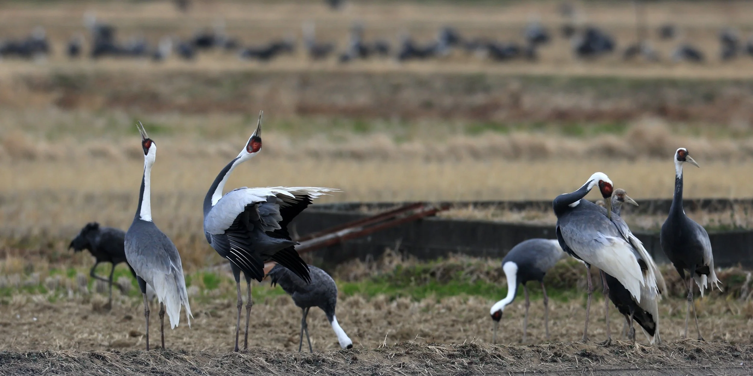 White-naped Crane (Antigone vipio) Izumi Crane Park & Center, Izumi Kagoshima Kyushu Japan (139).jpg