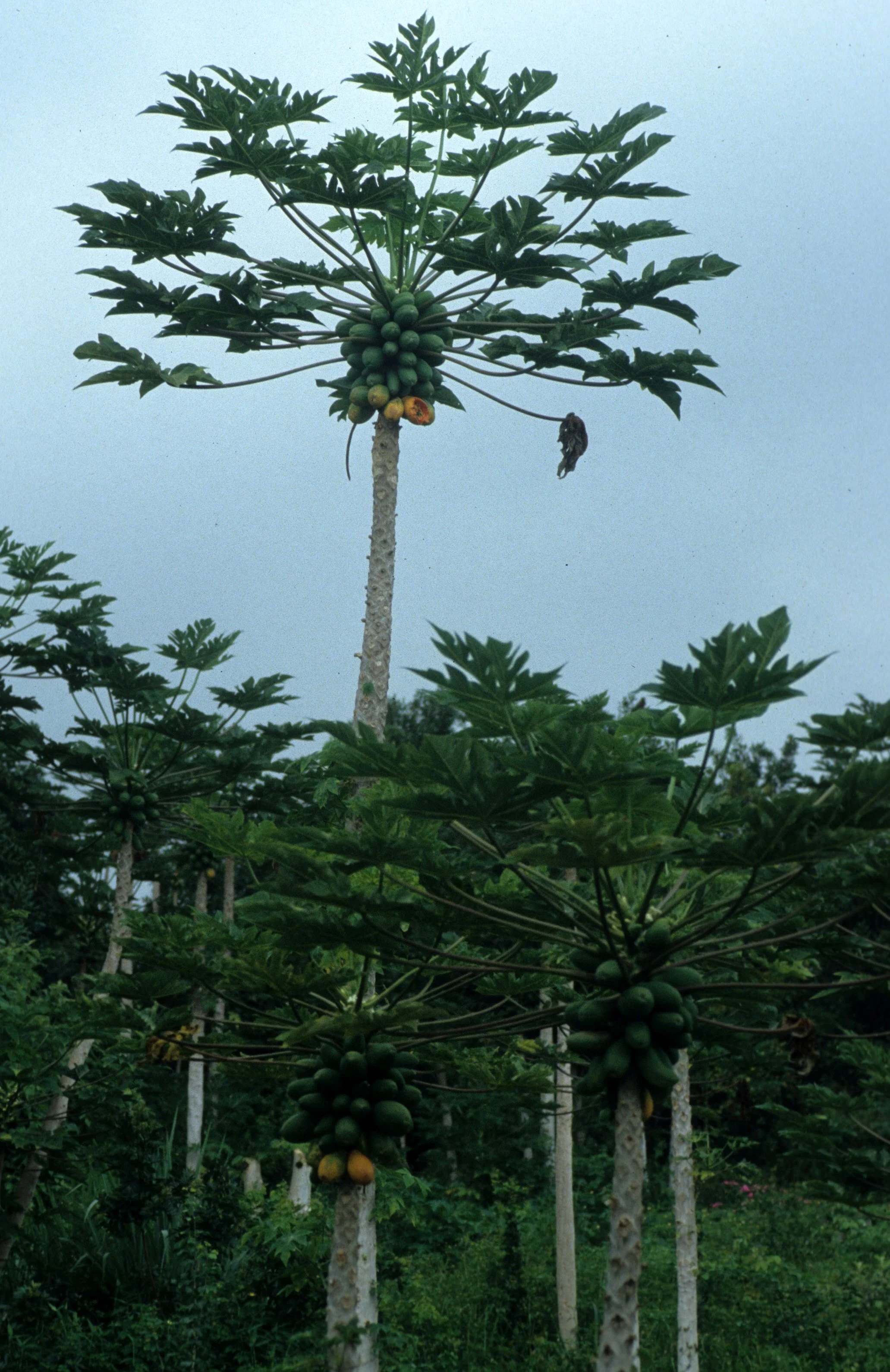 HAWAII - HAWAII - PAPAYA TREE.jpg