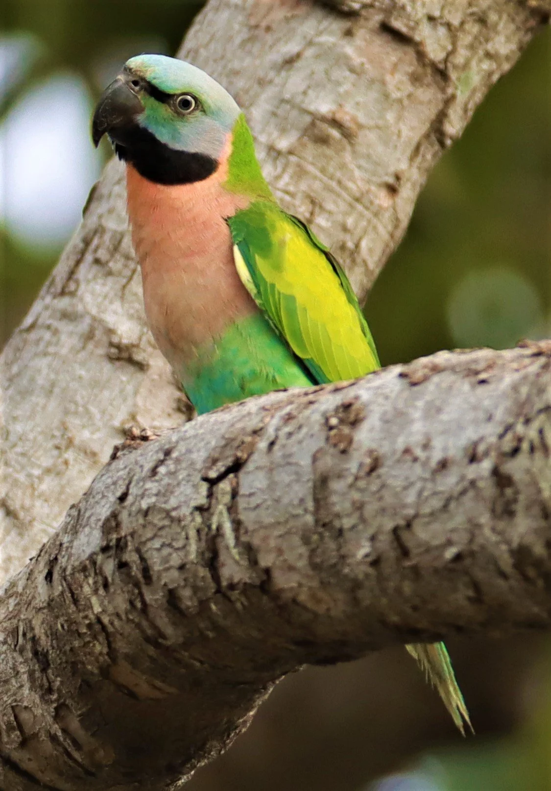 PARAKEET - RED-BREASTED PARAKEET - Psittacula alexandri - WAT SUAN YAI NONTHABURI (20).jpg