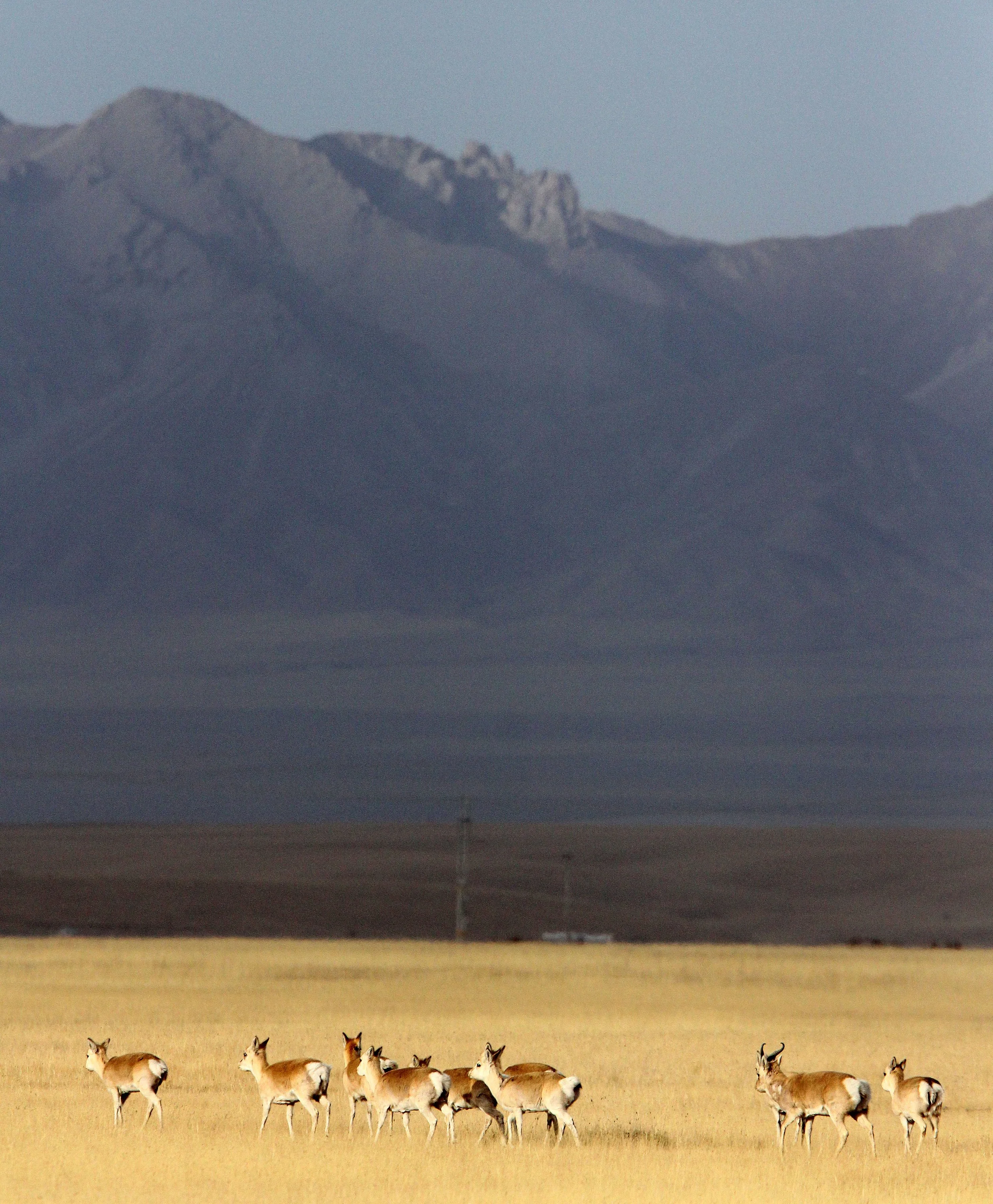 GAZELLE - PRZEWALSKI'S GAZELLE - Procapra przewalskii - QINGHAI LAKE CHINA (190).JPG