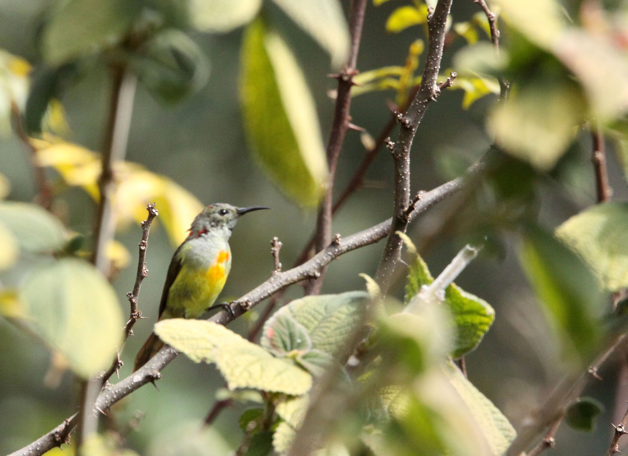 BIRD - SUNBIRD - FIRE-TAILED SUNBIRD - WULIANGSHAN NATURE RESERVE YUNNAN CHINA (1).JPG