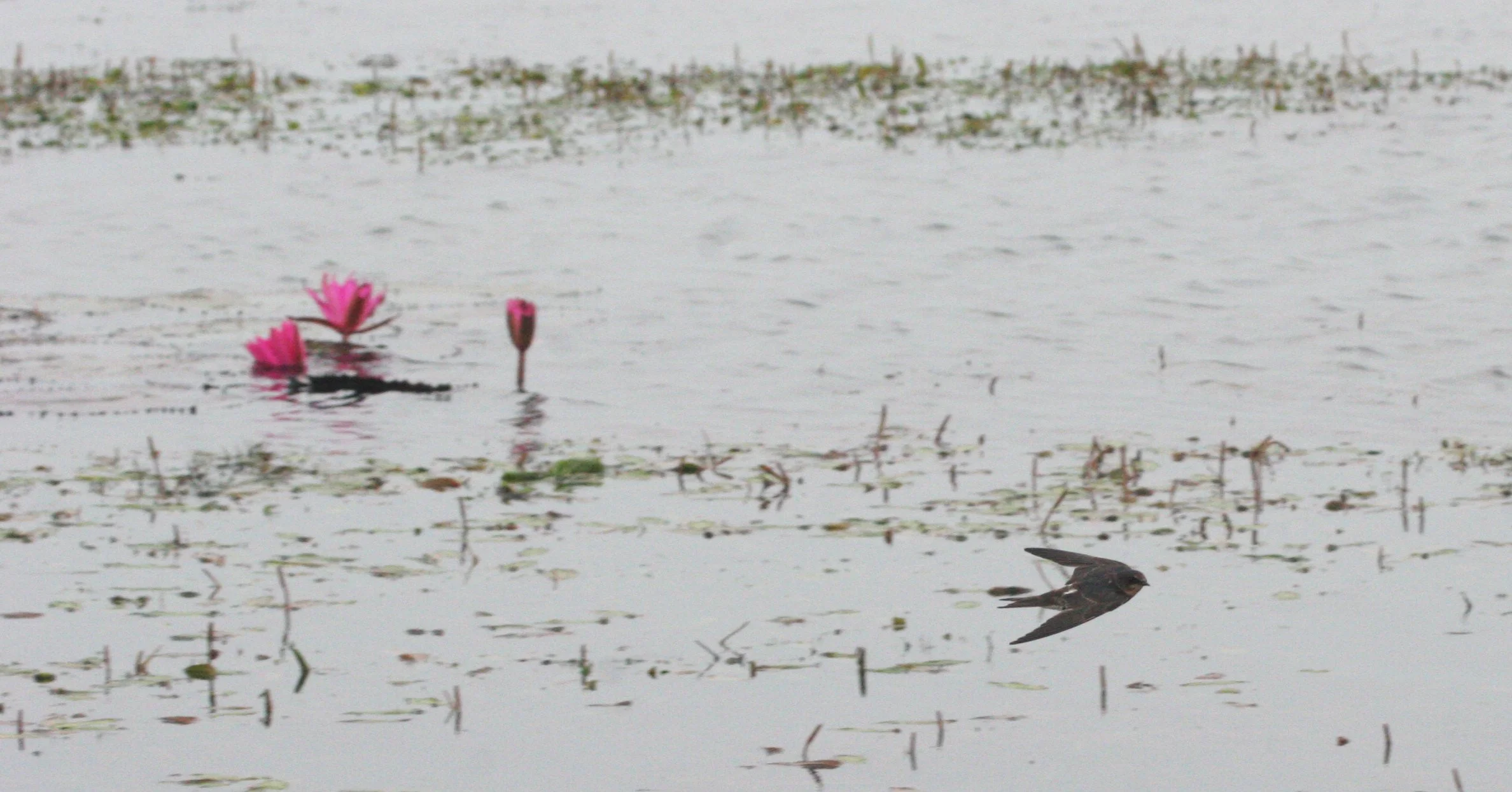 Barn Swallow (Hirundo rustica) Bueng Boraphet Wetlands Nakhon Sawan Thailand (26).JPG