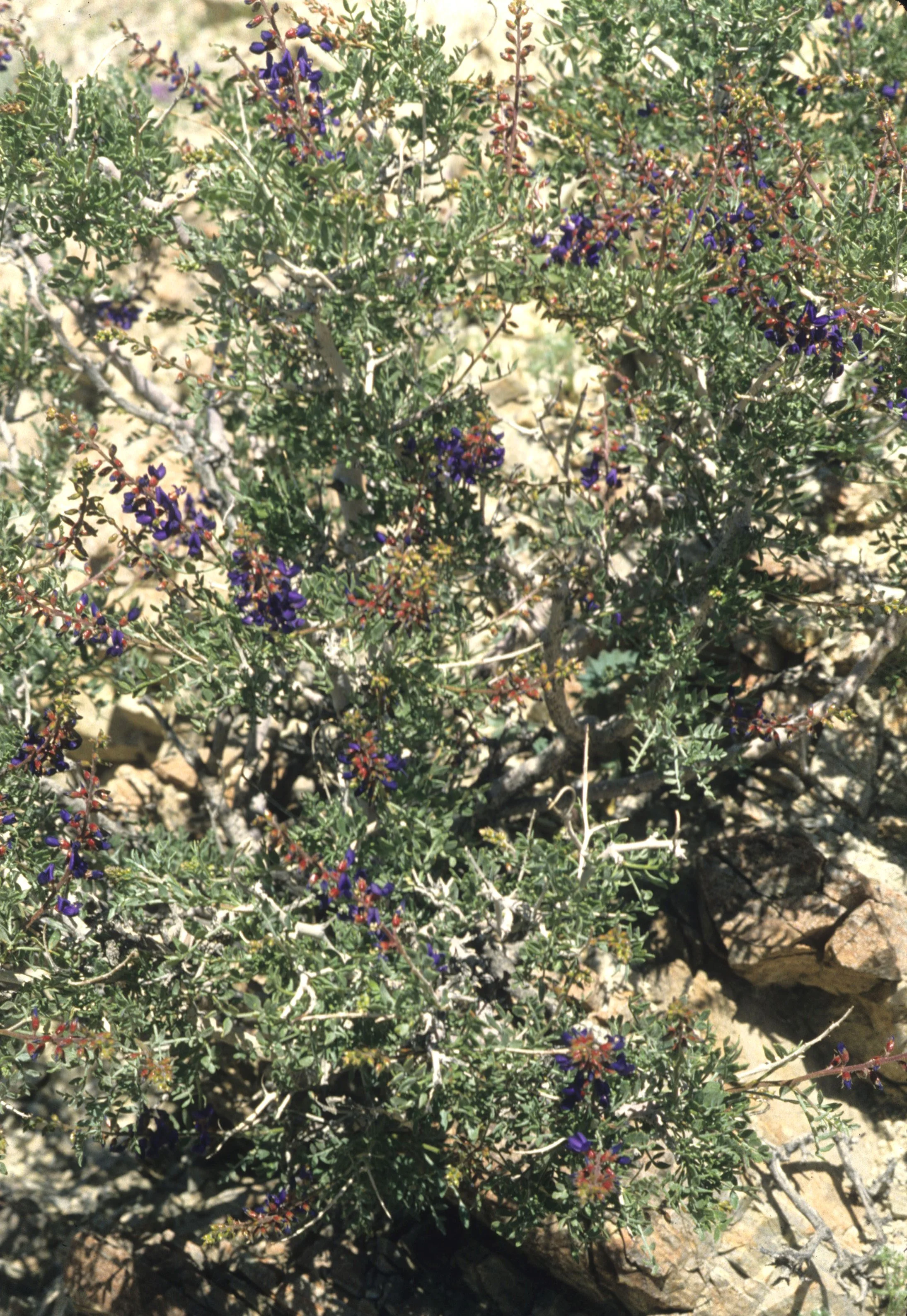DEATH VALLEY - PSOROTHAMNUS FREMONTII - INDIGO BUCH.jpg