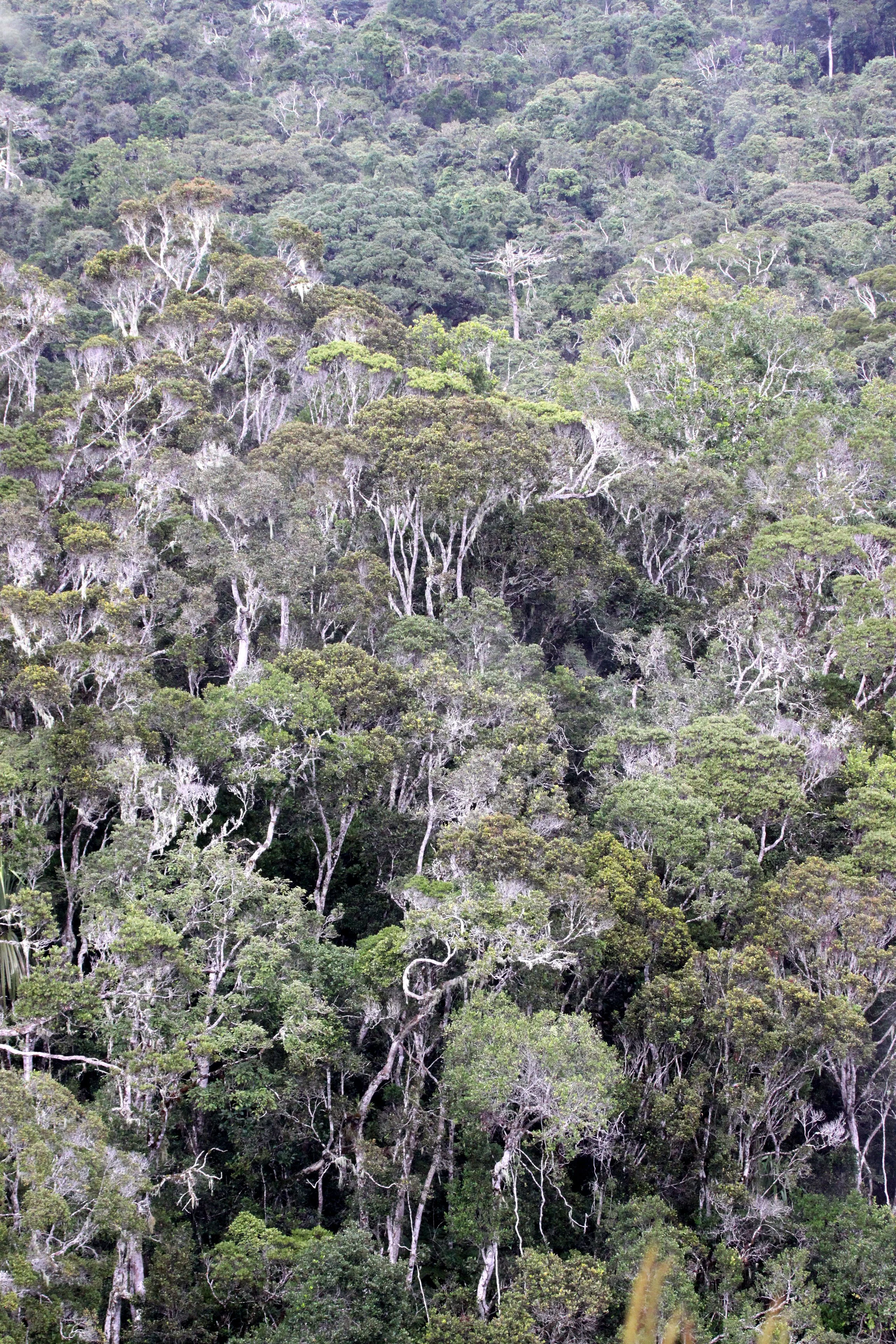 ANDISABE NATIONAL PARK MADAGASCAR - PRIMARY FOREST VIEWS (20).JPG