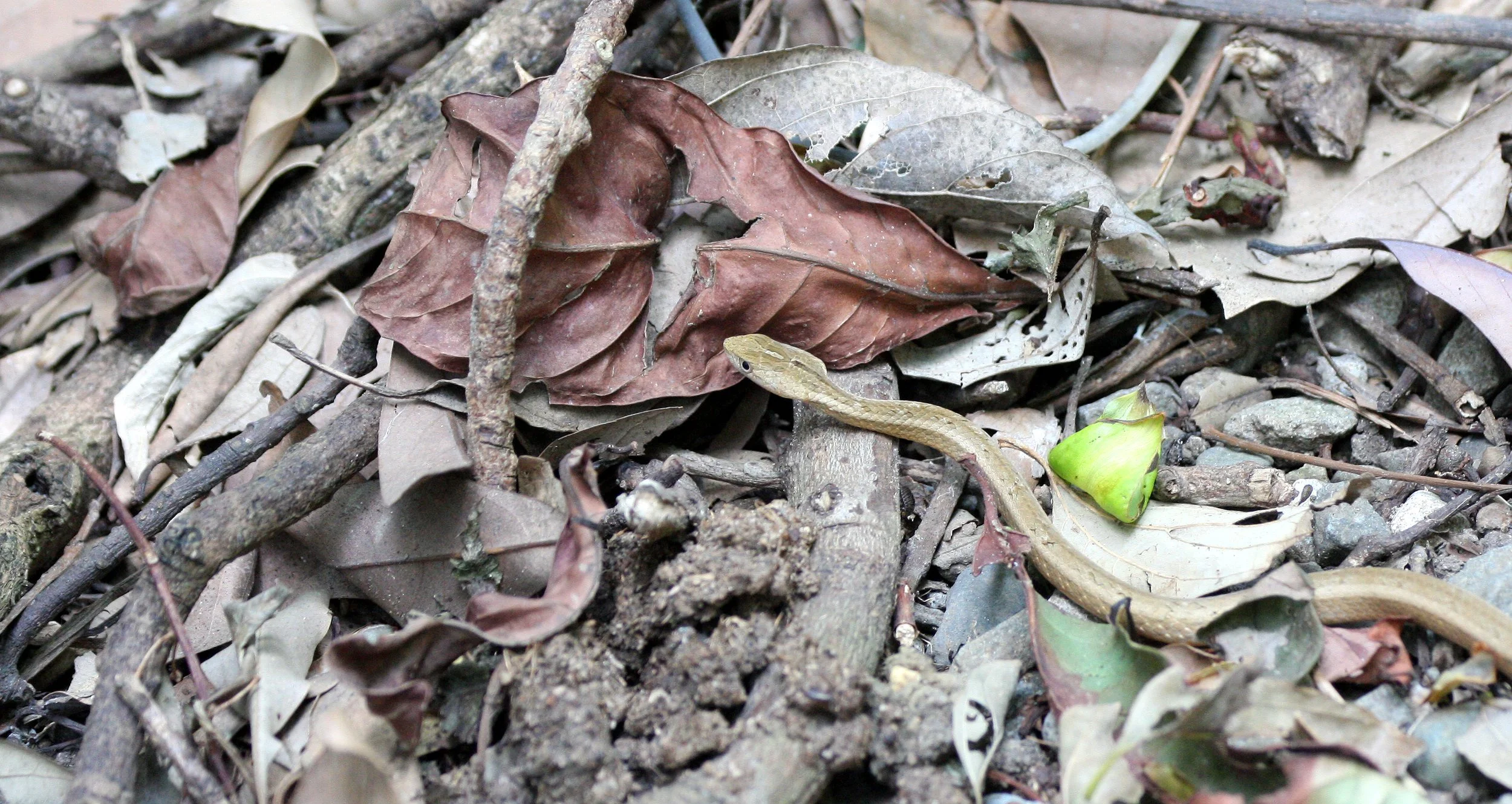 REPTILE - SNAKE - TAIWAN - SUBTROPICAL FOREST (2).JPG
