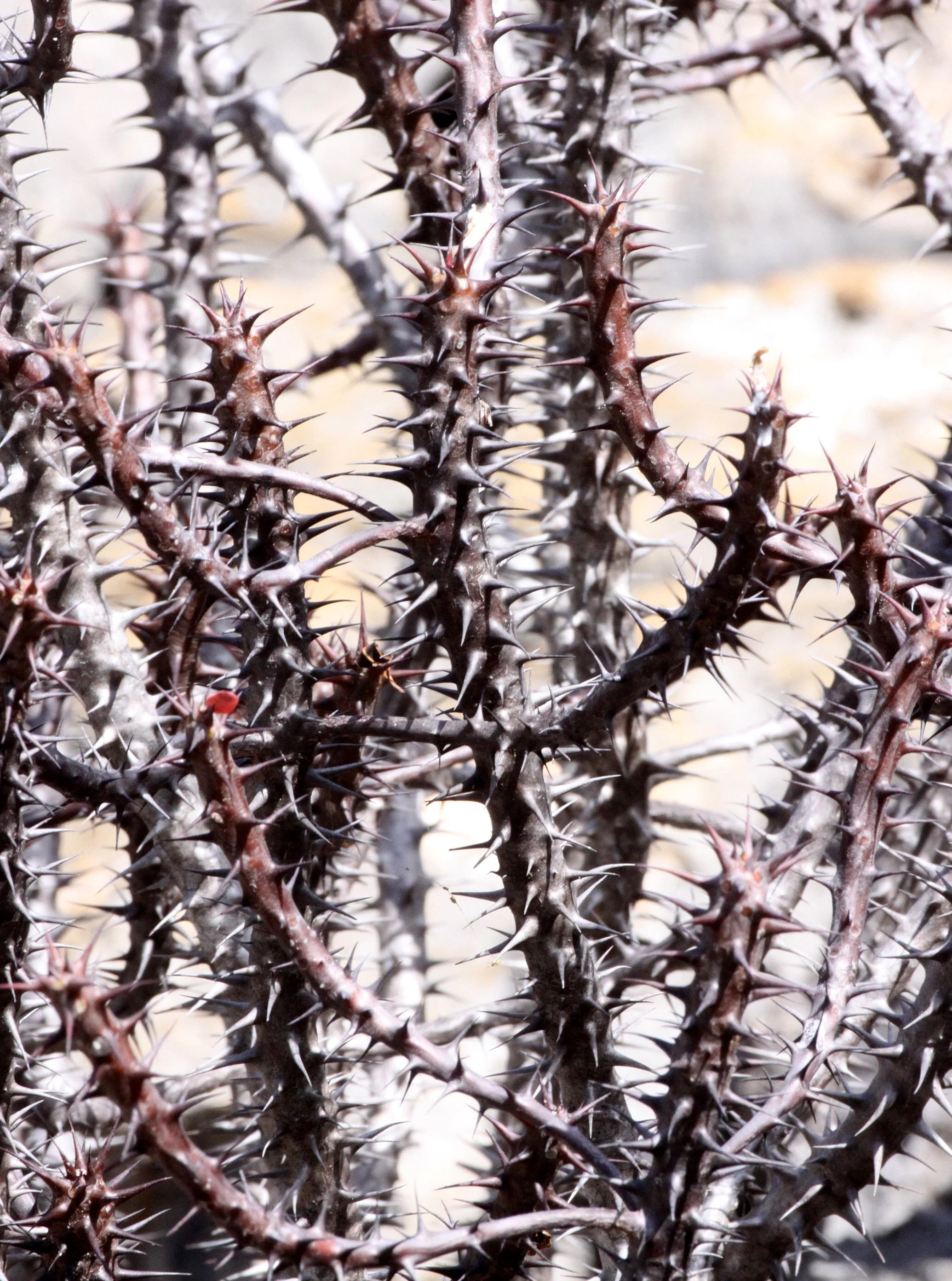 PLANT - EUPHORBIA SPECIES - ANKARANA NATIONAL PARK MADAGASCAR (2).JPG