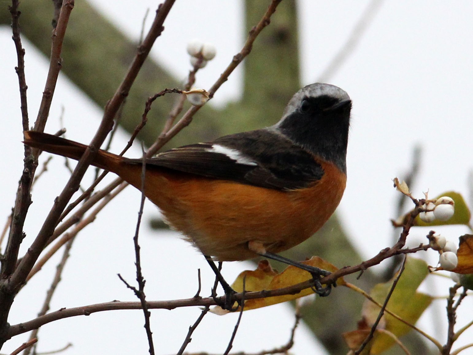 BIRD - REDSTART - DAURIAN REDSTART - CHONGMING ISLAND DONGTAN WETLAND RESERVE CHINA (3).JPG