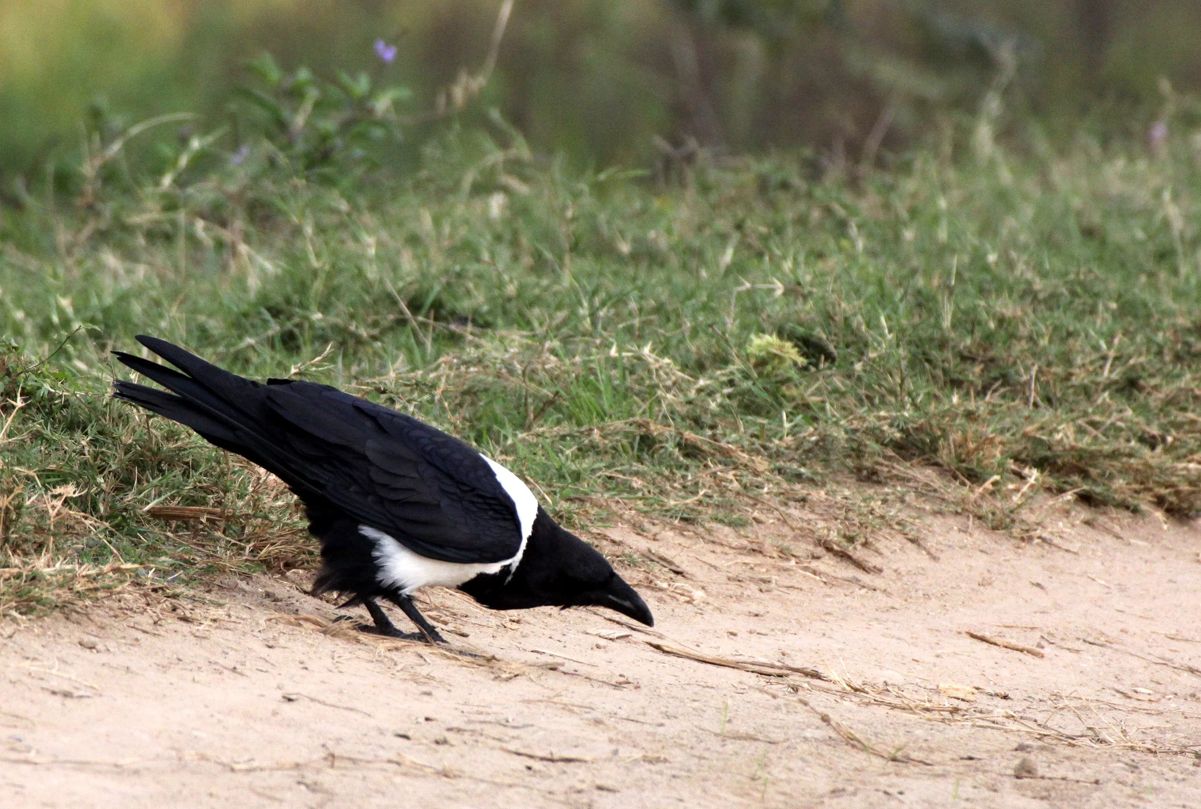 BIRD - CROW - PIED CROW - BERENTY MADAGASCAR (5).JPG
