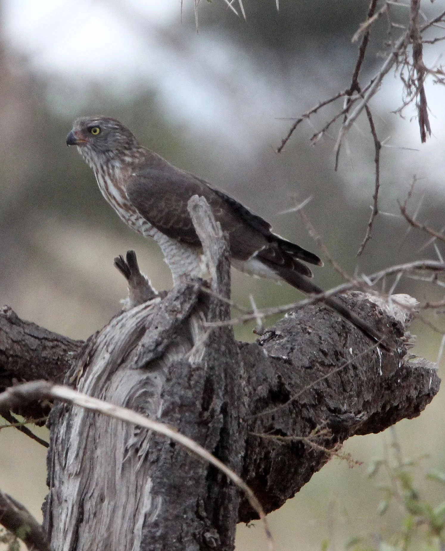 BIRD - GOSHAWK - AFRICAN GOSHAWK - SAMBURU NATIONAL PARK KENYA (2).JPG