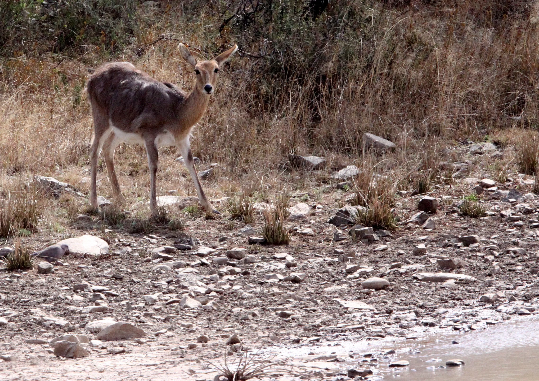 REEDBUCK - SOUTHERN MOUNTAIN REEDBUCK - Redunca fulvorufula - KAROO SOUTH AFRICA (1).JPG