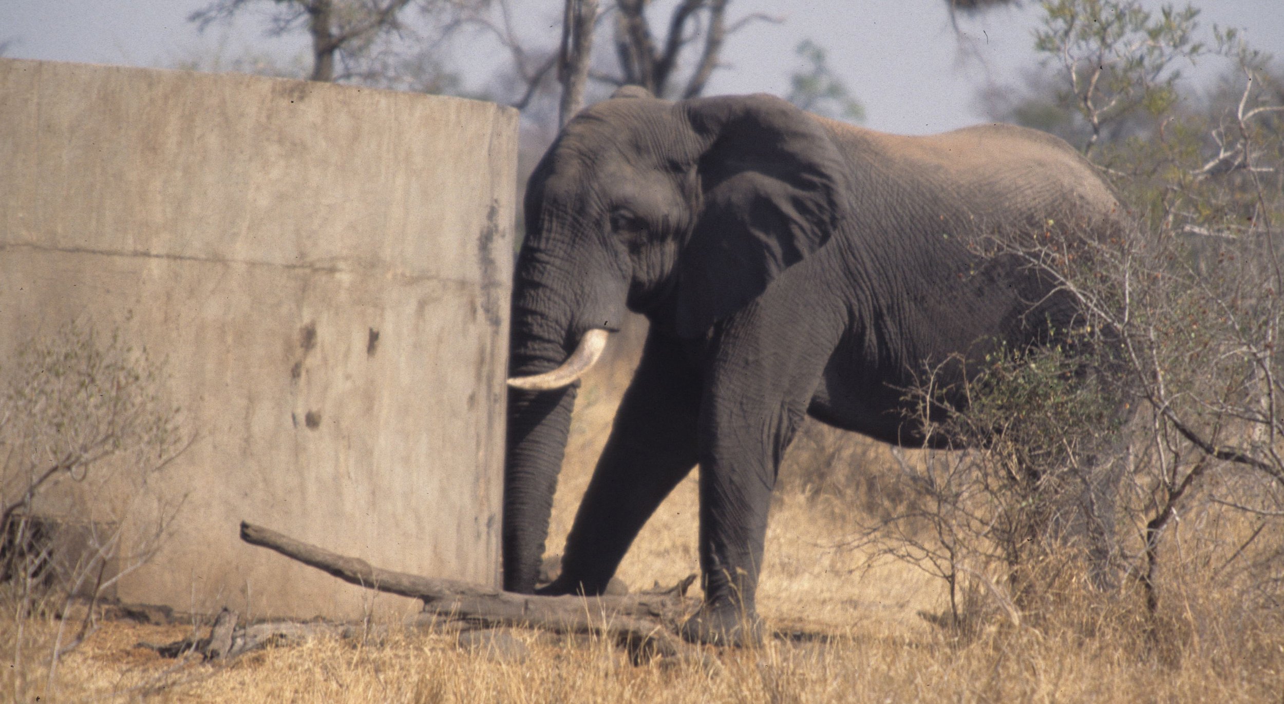 ELEPHANT - KRUGER - TANK A.jpg