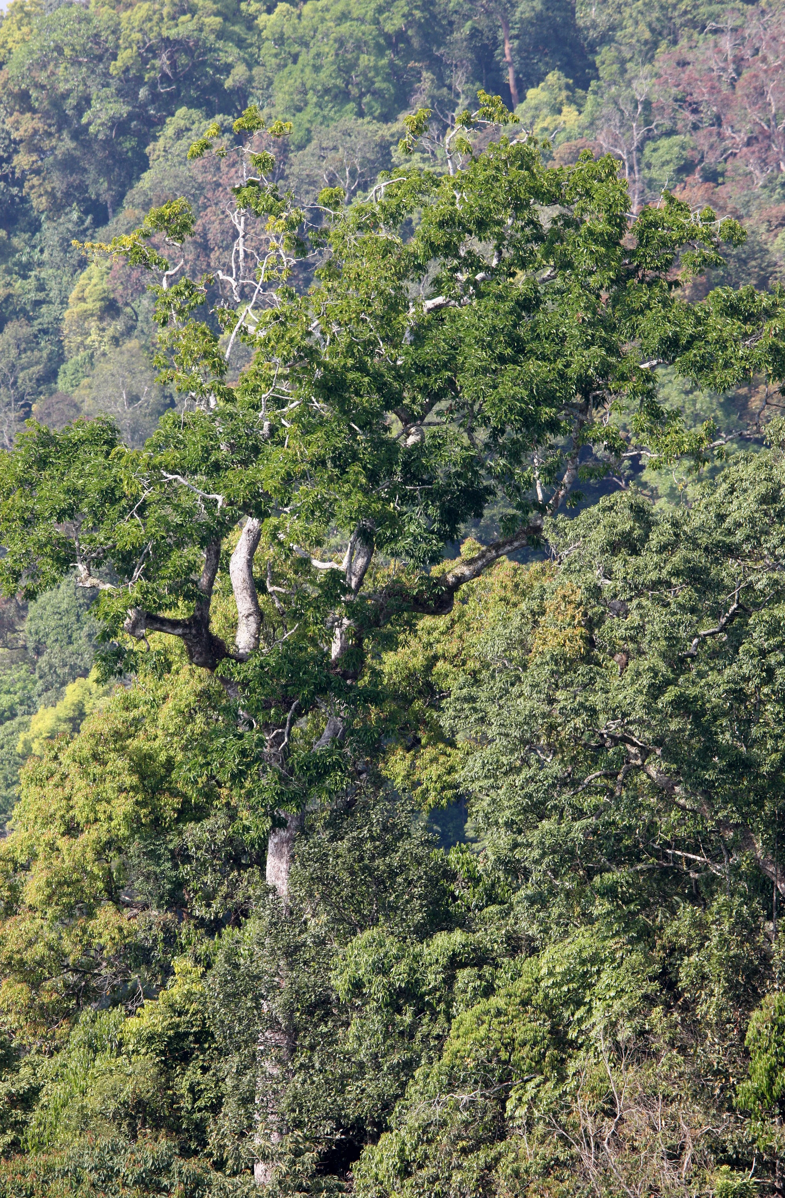 KAENG KRACHAN NP THAILAND - FOREST SCENES (8).JPG