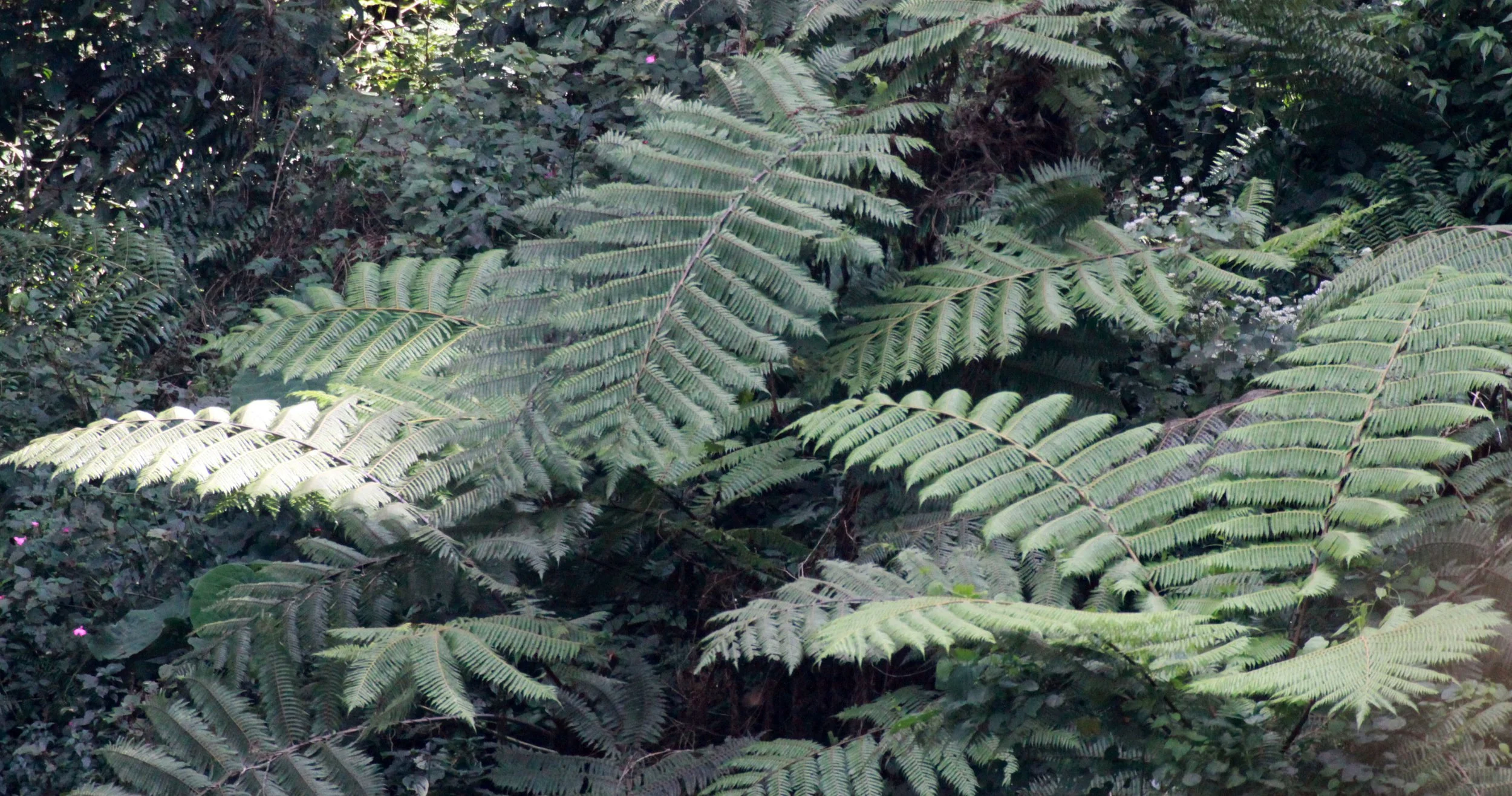 NYUNGWE NATIONAL PARK RWANDA (498).JPG