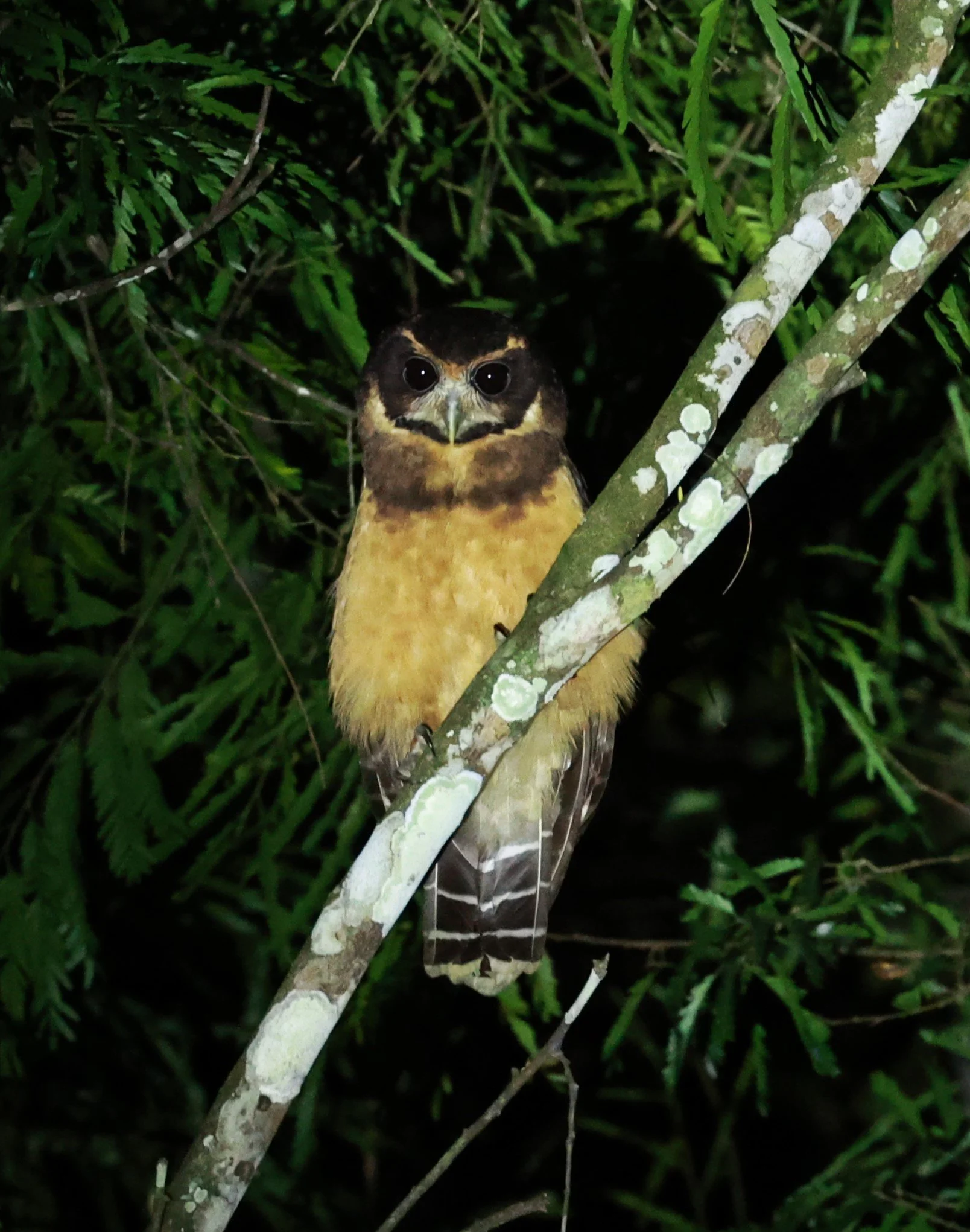 Owl - Tawny-browed Owl - Pulsatrix koeniswaldiana - Rio Doce State Park, Minas Gerais, Brazil (3).JPG