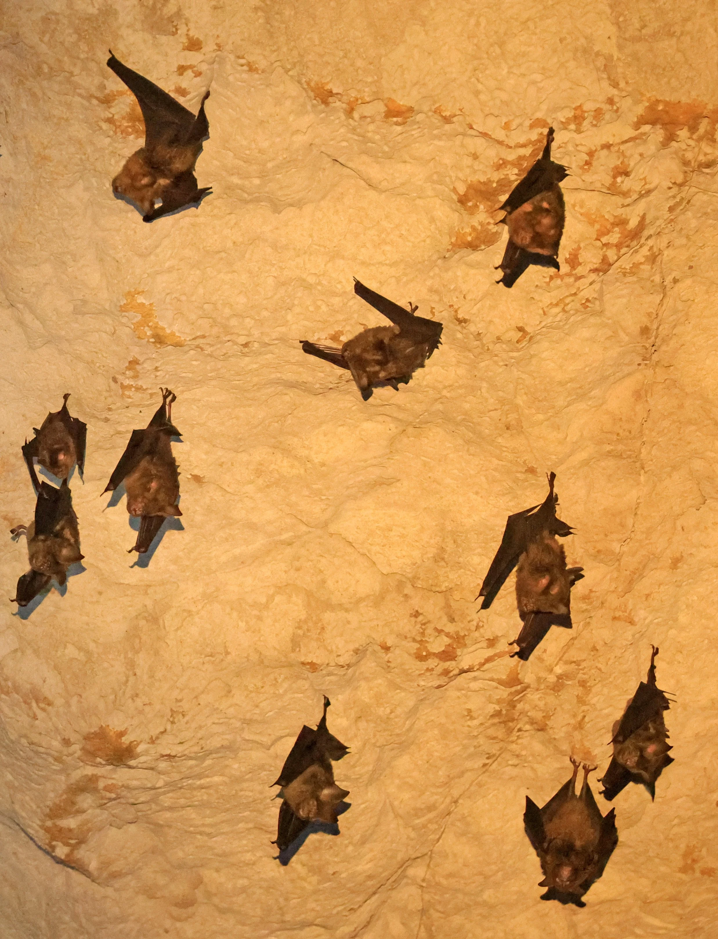 Laotian roundleaf bat (Hipposideros rotalis) Kong Lor Cave (Tham Kong Lo), Khammouane Province, Laos (4).jpg