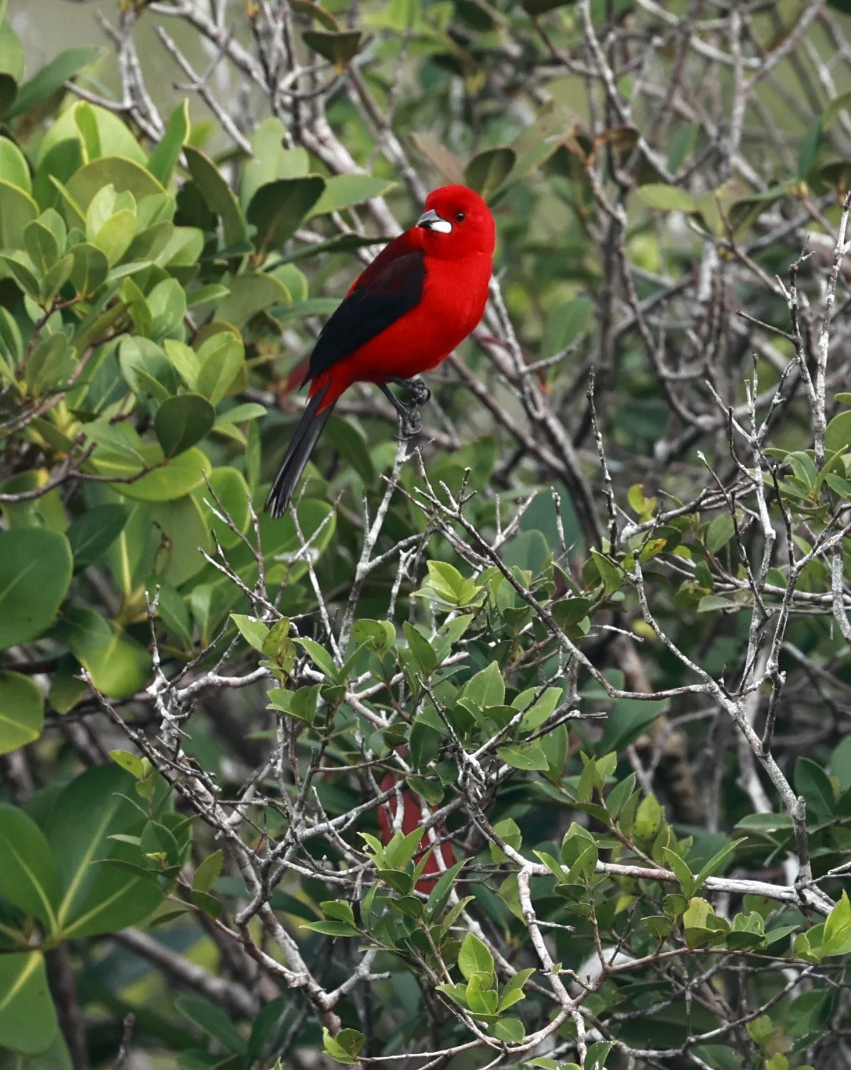 Brazilian tanager (Ramphocelus bresilia) Superagüi National Park, Brazil (6).jpg