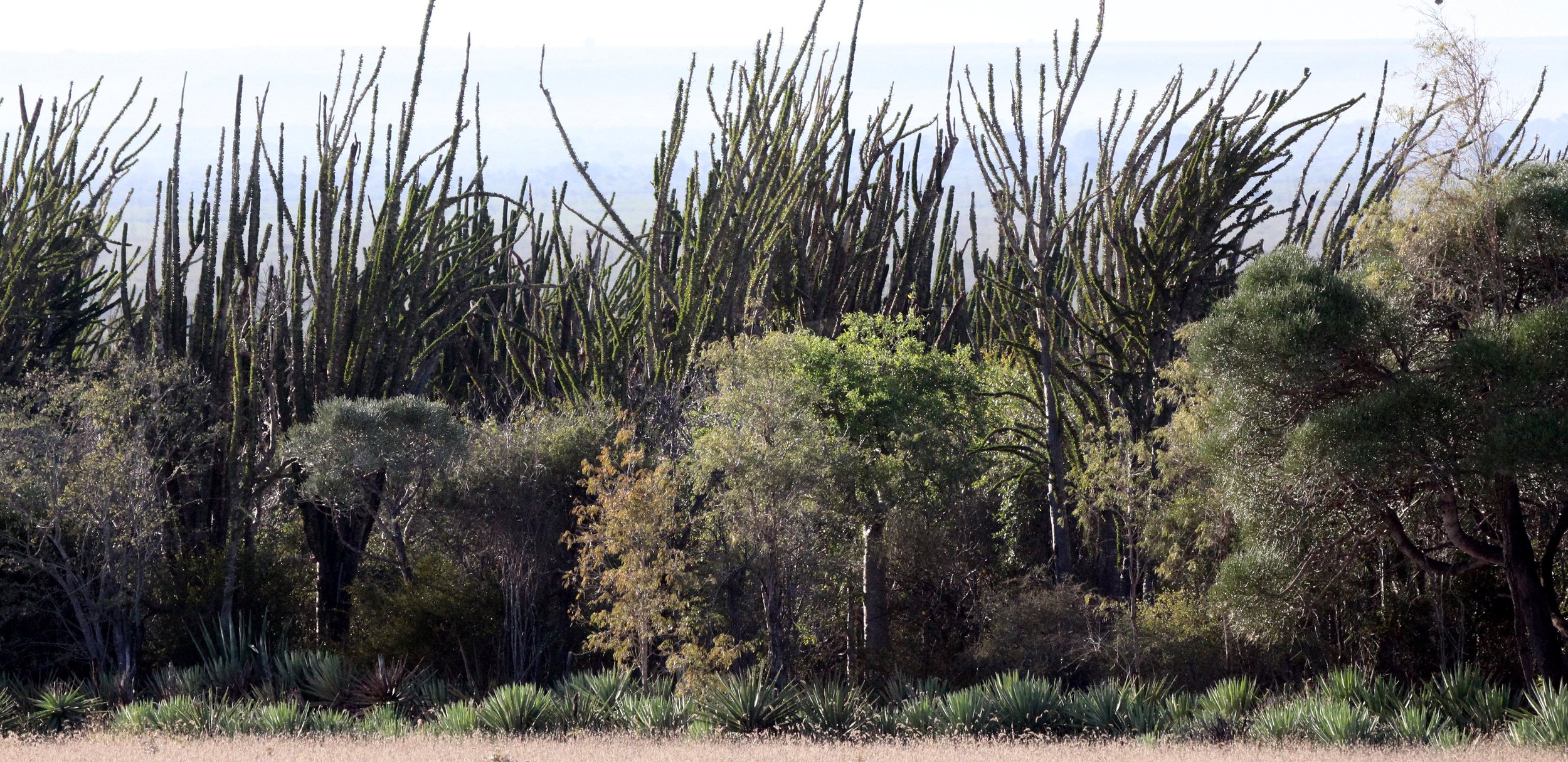 BERENTY RESERVE MADAGASCAR - SPINY FOREST COMMUNITY.JPG
