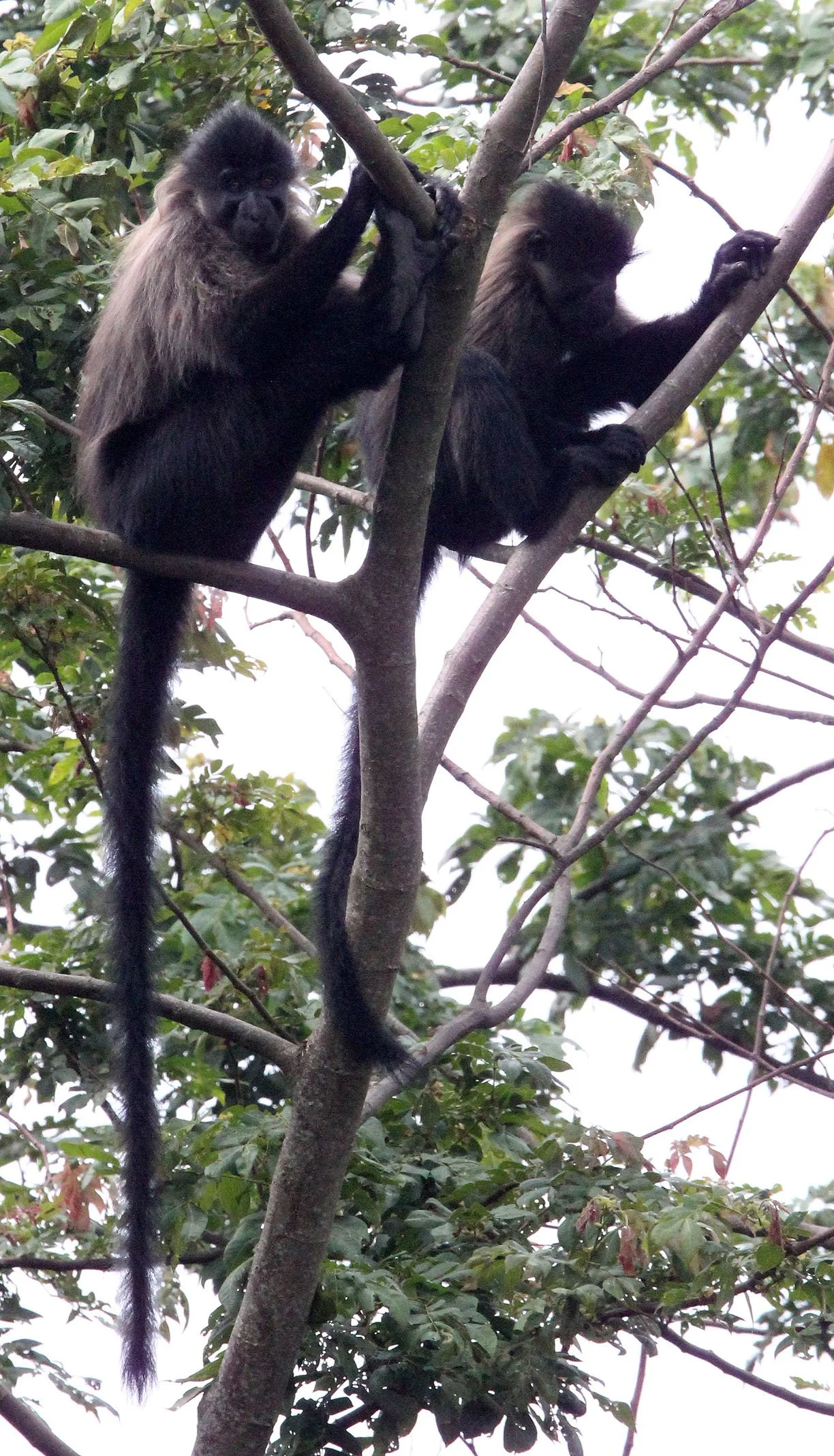 CERCOPITHECIDAE - Lophocebus ugandae - UGANDAN CRESTED MANGABEY - KIBALE NATIONAL PARK UGANDA (103).JPG