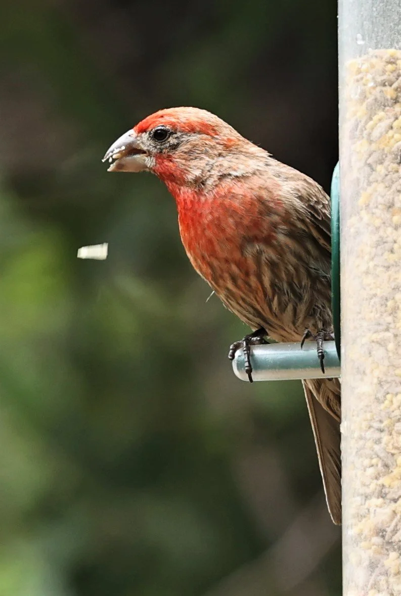 House Finch (Haemorhous mexicanus) Ash Canyon Arizona (1).jpg