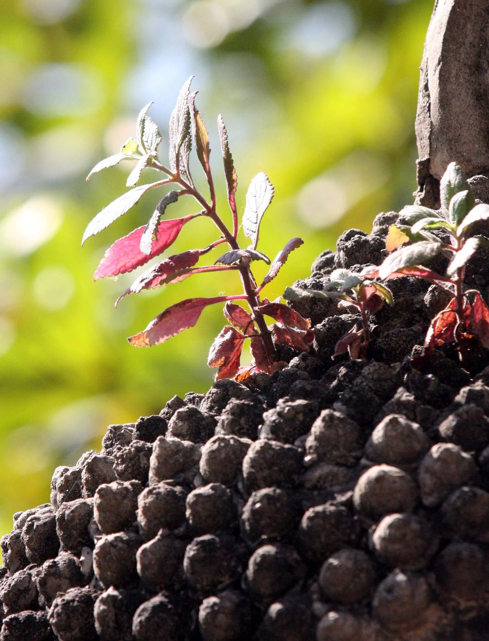 AYUDTHAYA - RECLINING BUDDHA WAT - CHRISTMAS IN THAILAND TRIP 2008 (21).JPG