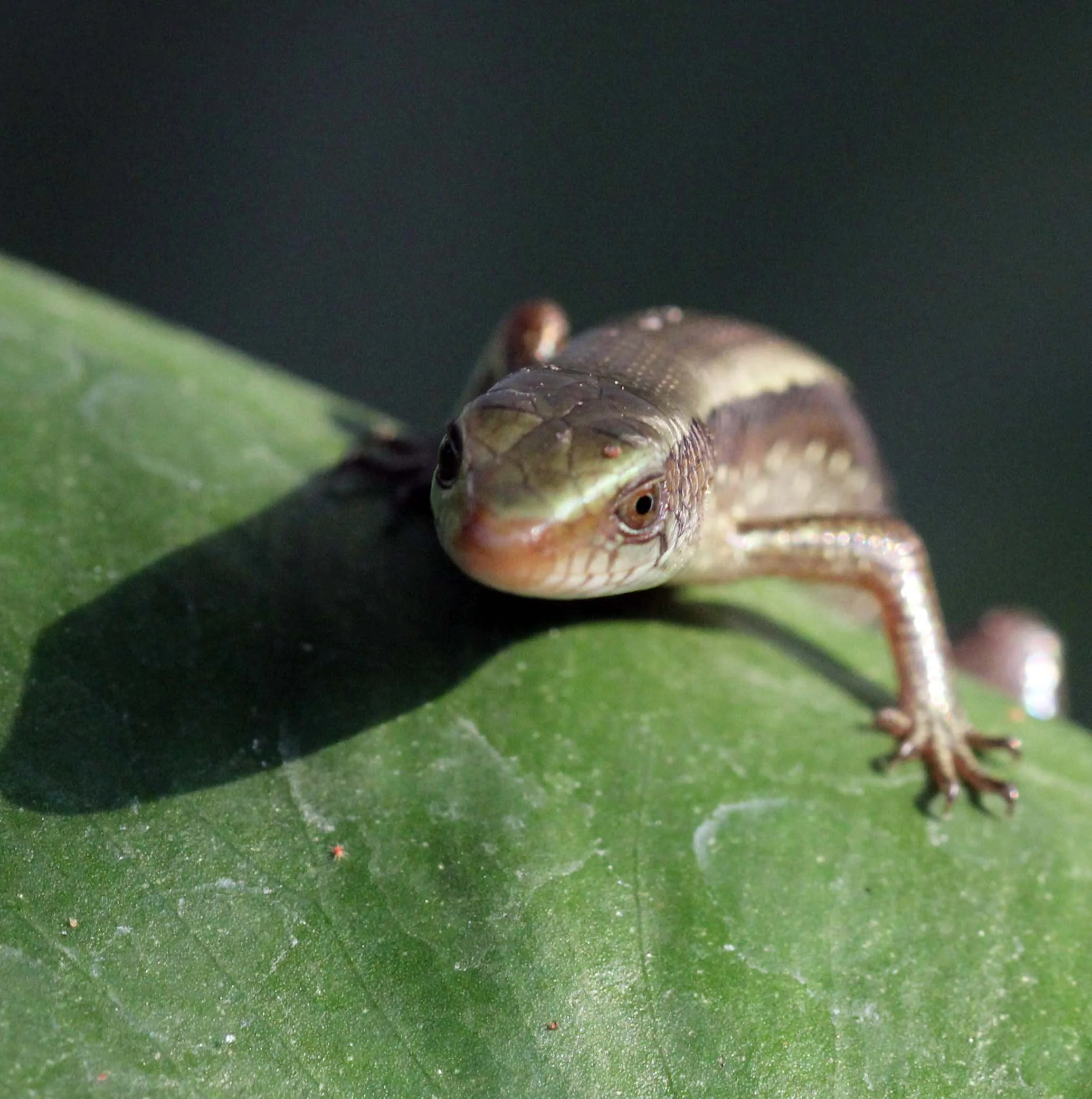 2013 Nonthaburi Setthasiri House and Nonthaburi Neighborhood (204).JPG