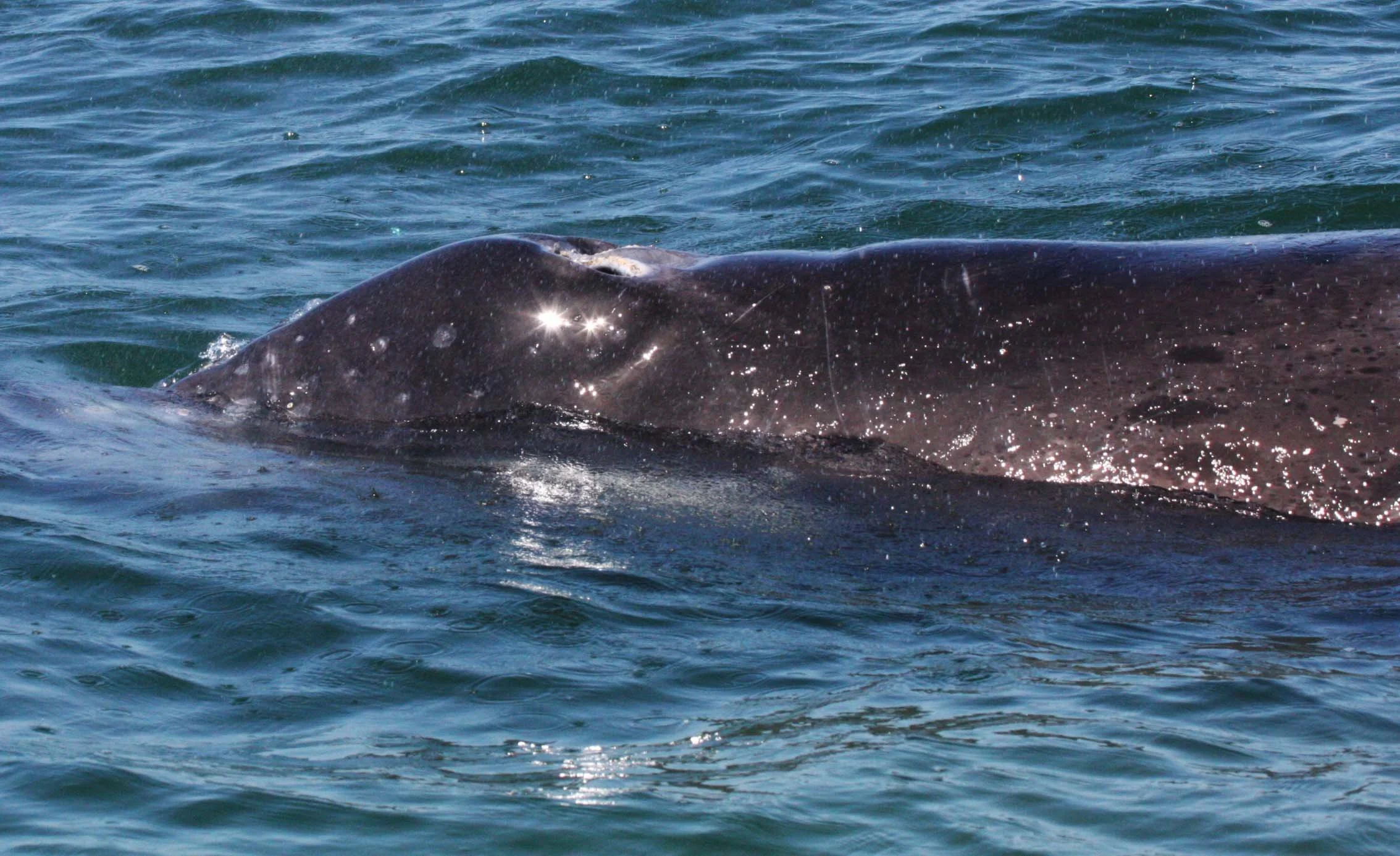 Eschrichtius robustus - GRAY WHALE - SAN IGNACIO LAGOON BAJA MEXICO (208).JPG