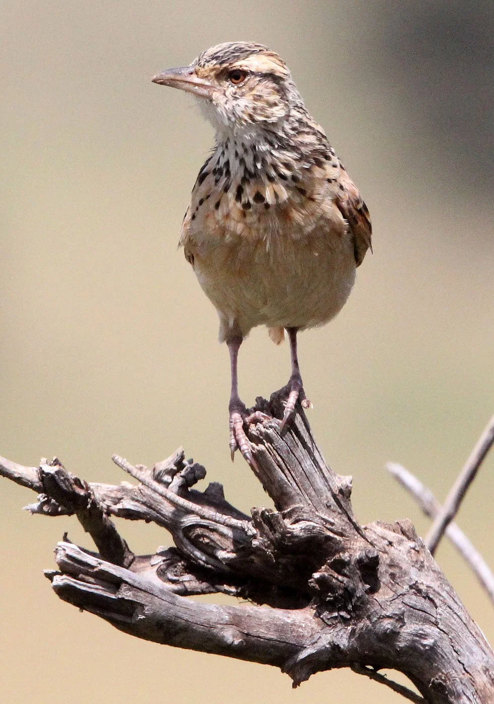 Rufous-naped Lark (Mirafra africana) Masai Mara NP Kenya (3).JPG